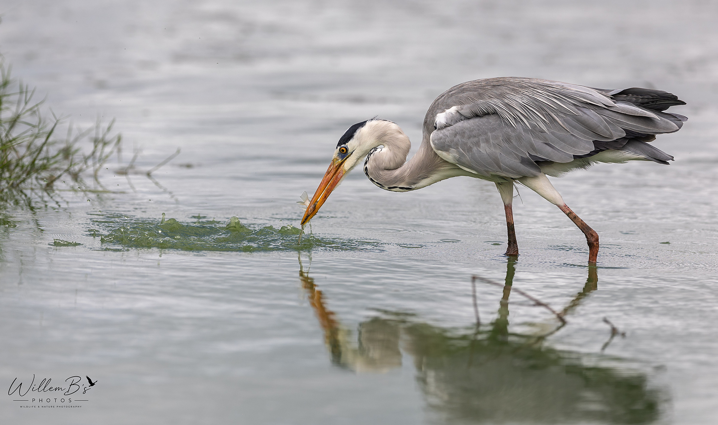 Grey Heron - Birds