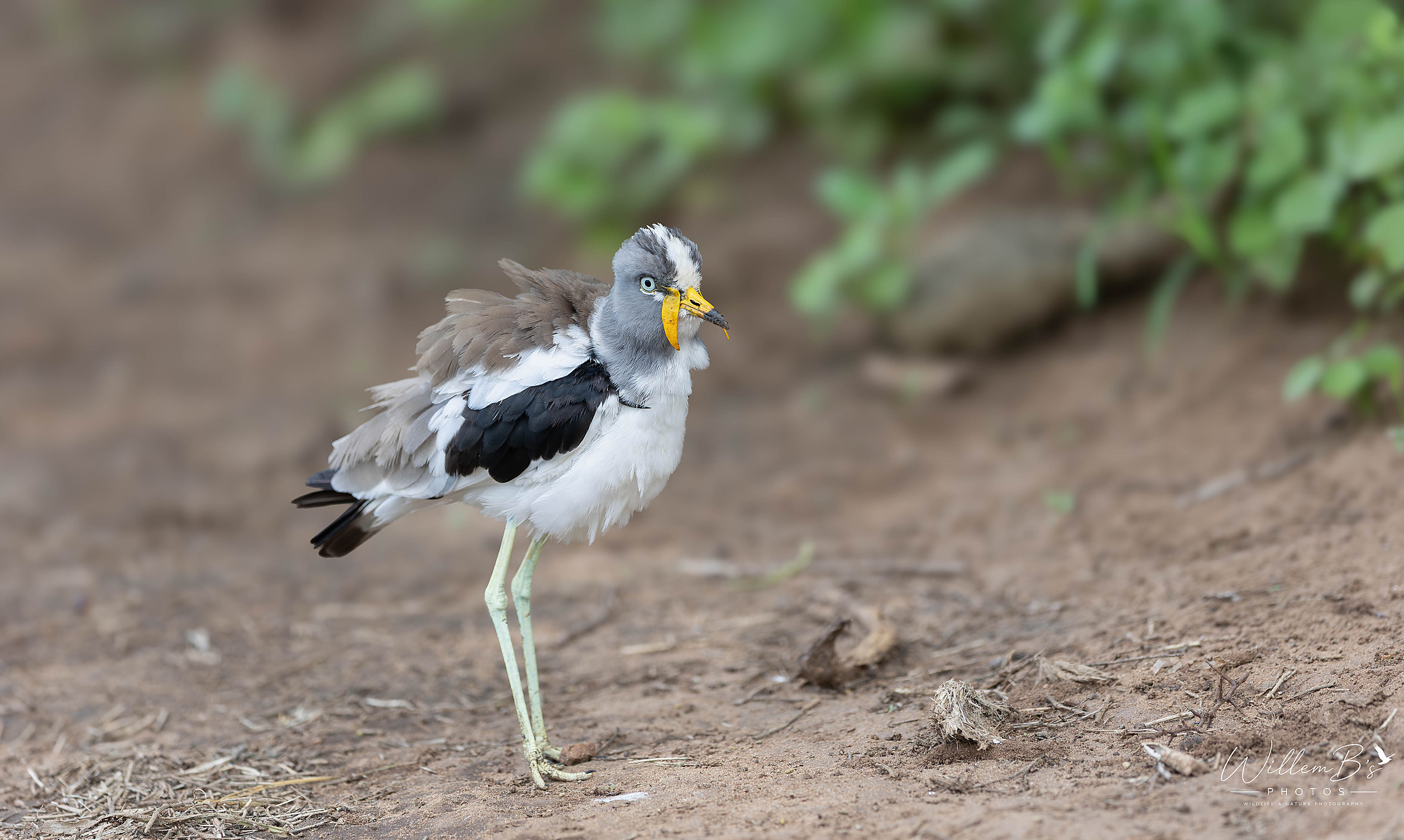White-crowned Lapwing - Birds