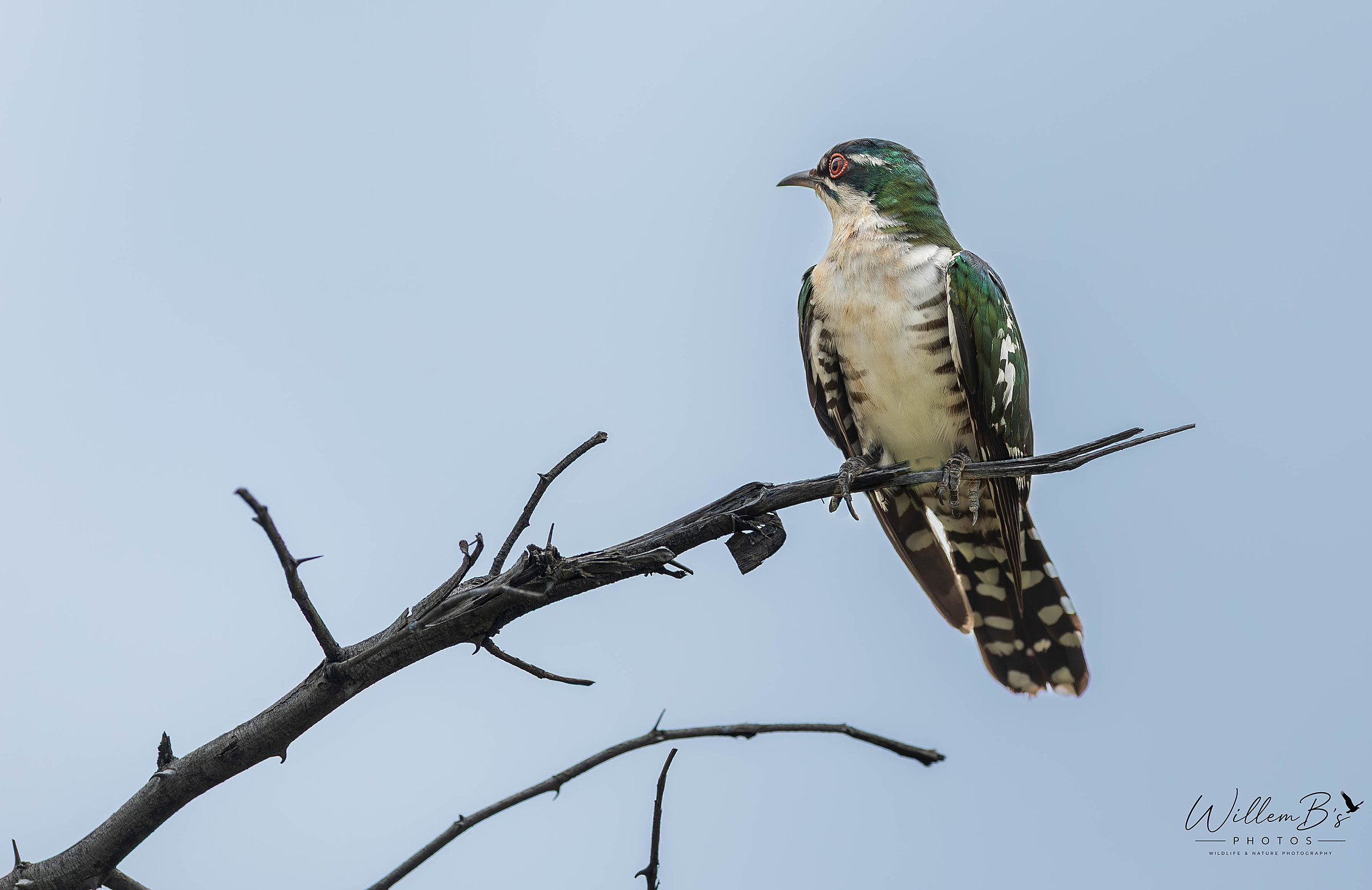 Dideric Cuckoo - Birds