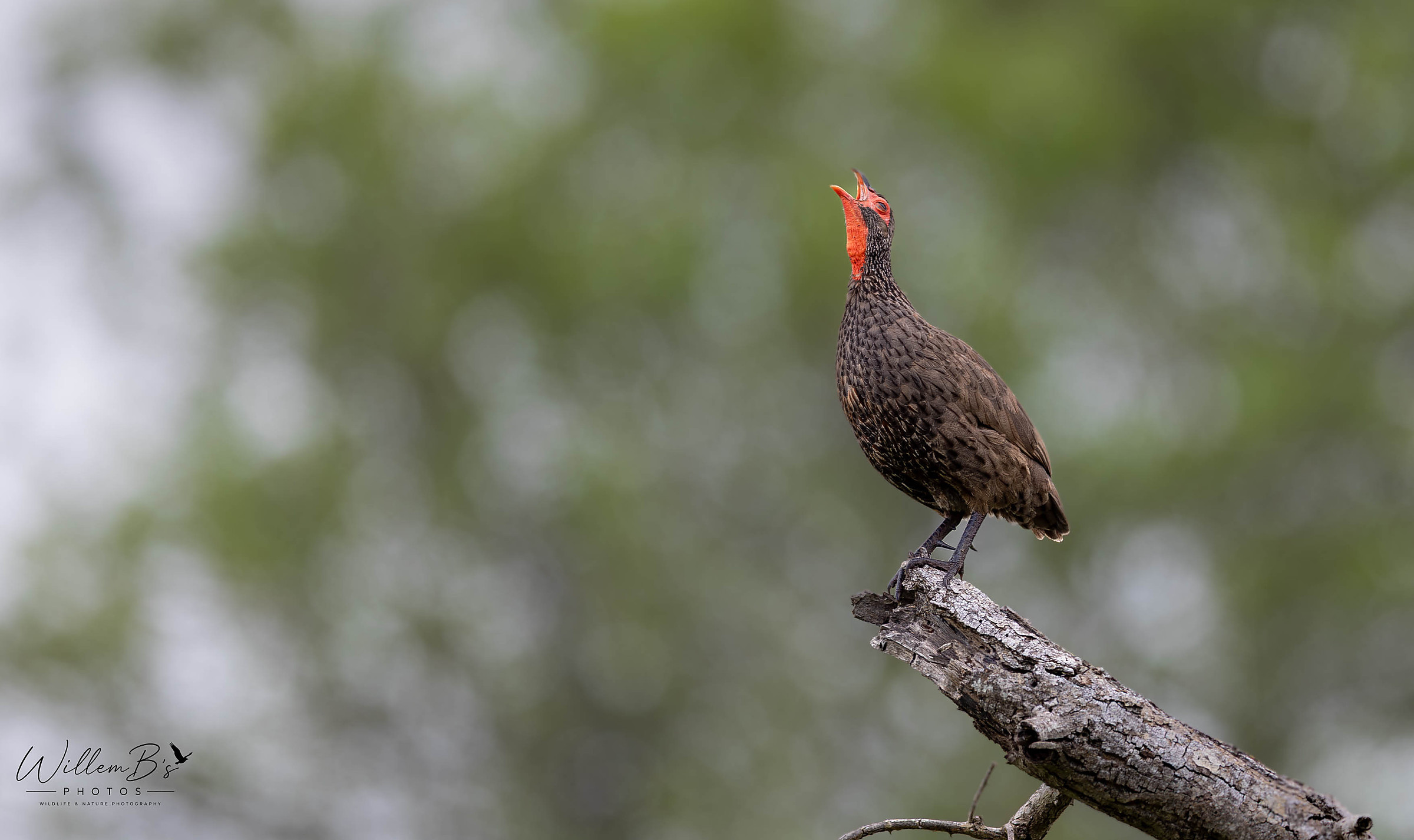 Swainson's Spurfowl - Birds