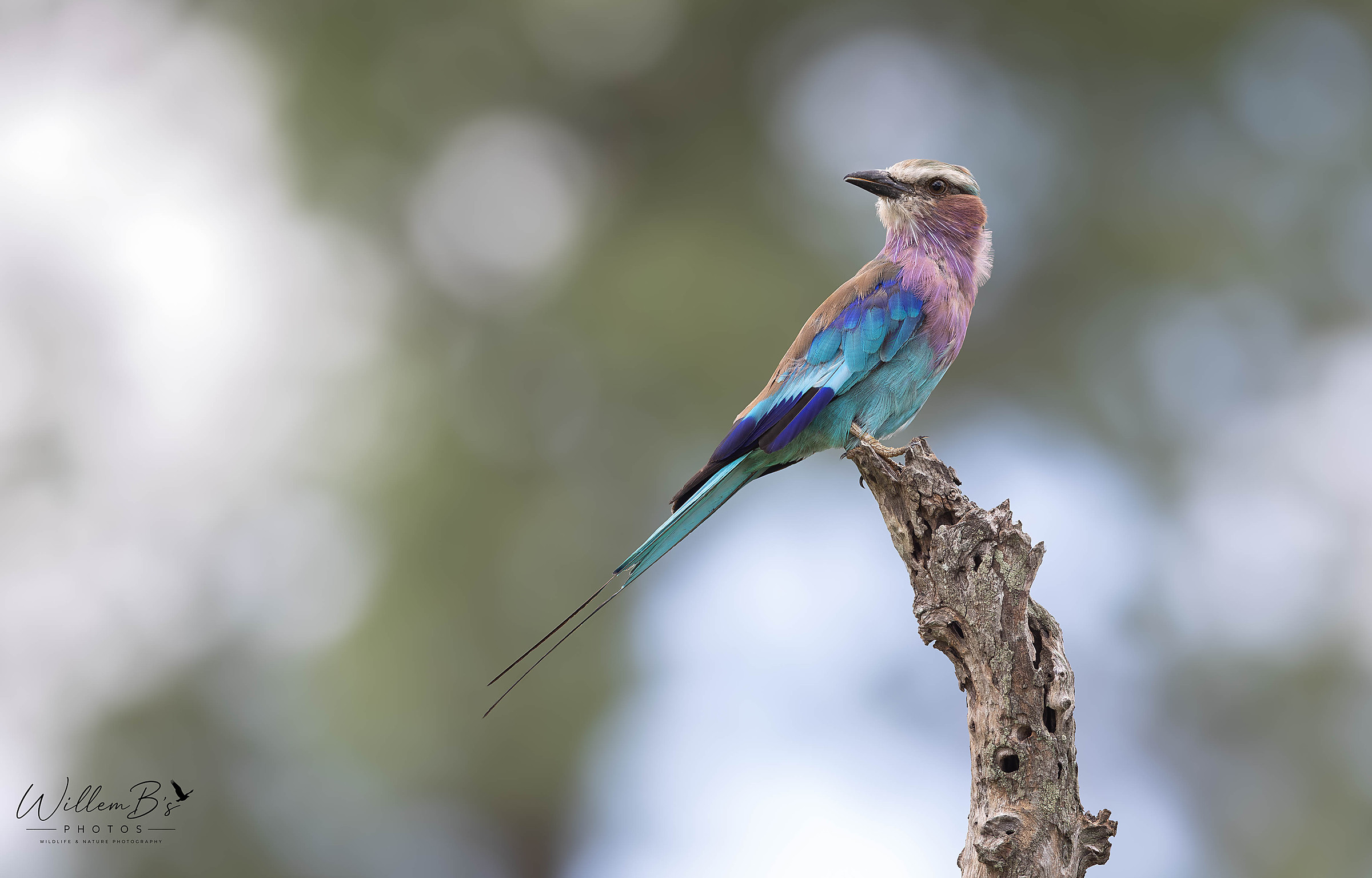 Lialac-breasted Roller - Birds