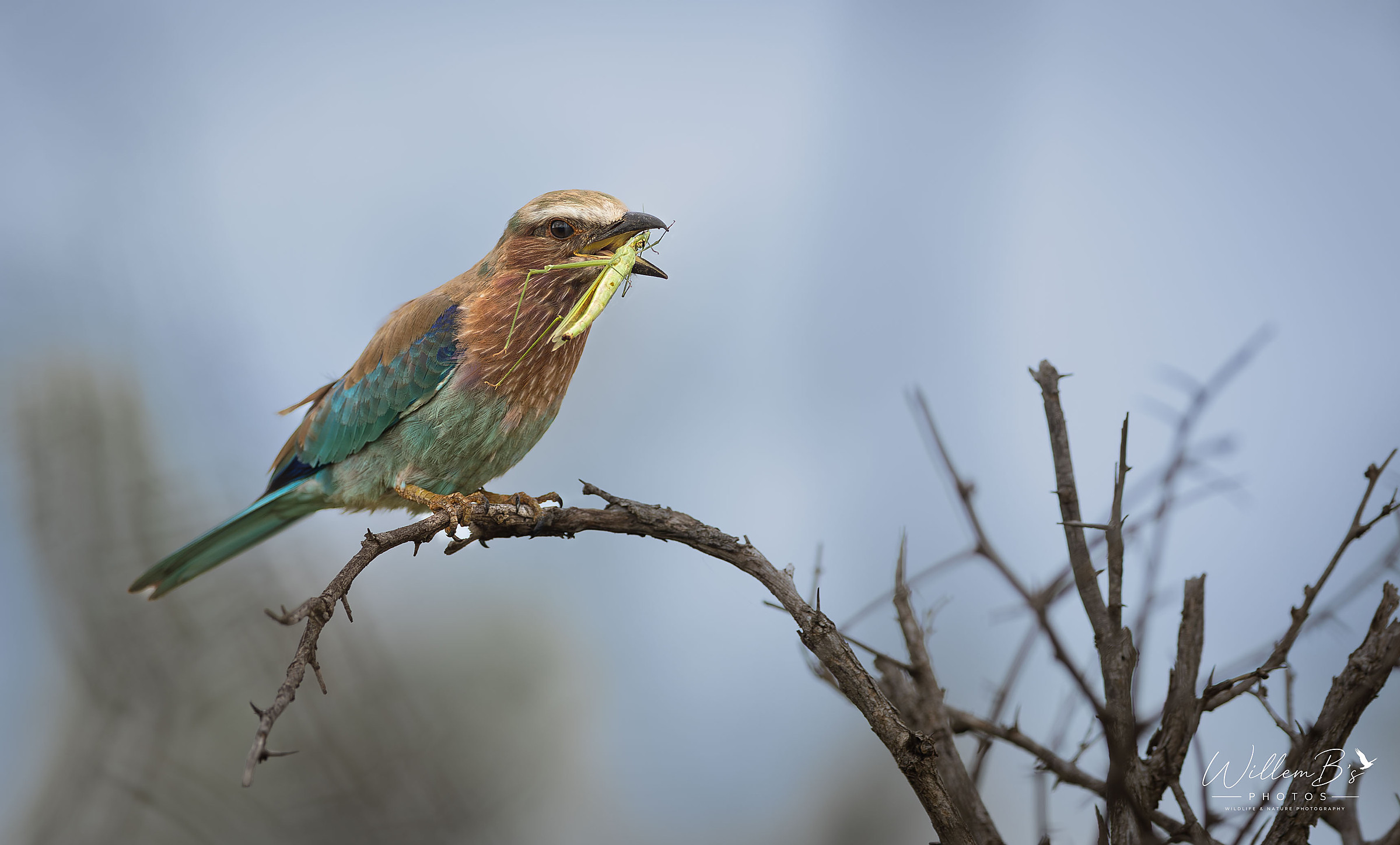 Lialac-breasted Roller - Birds
