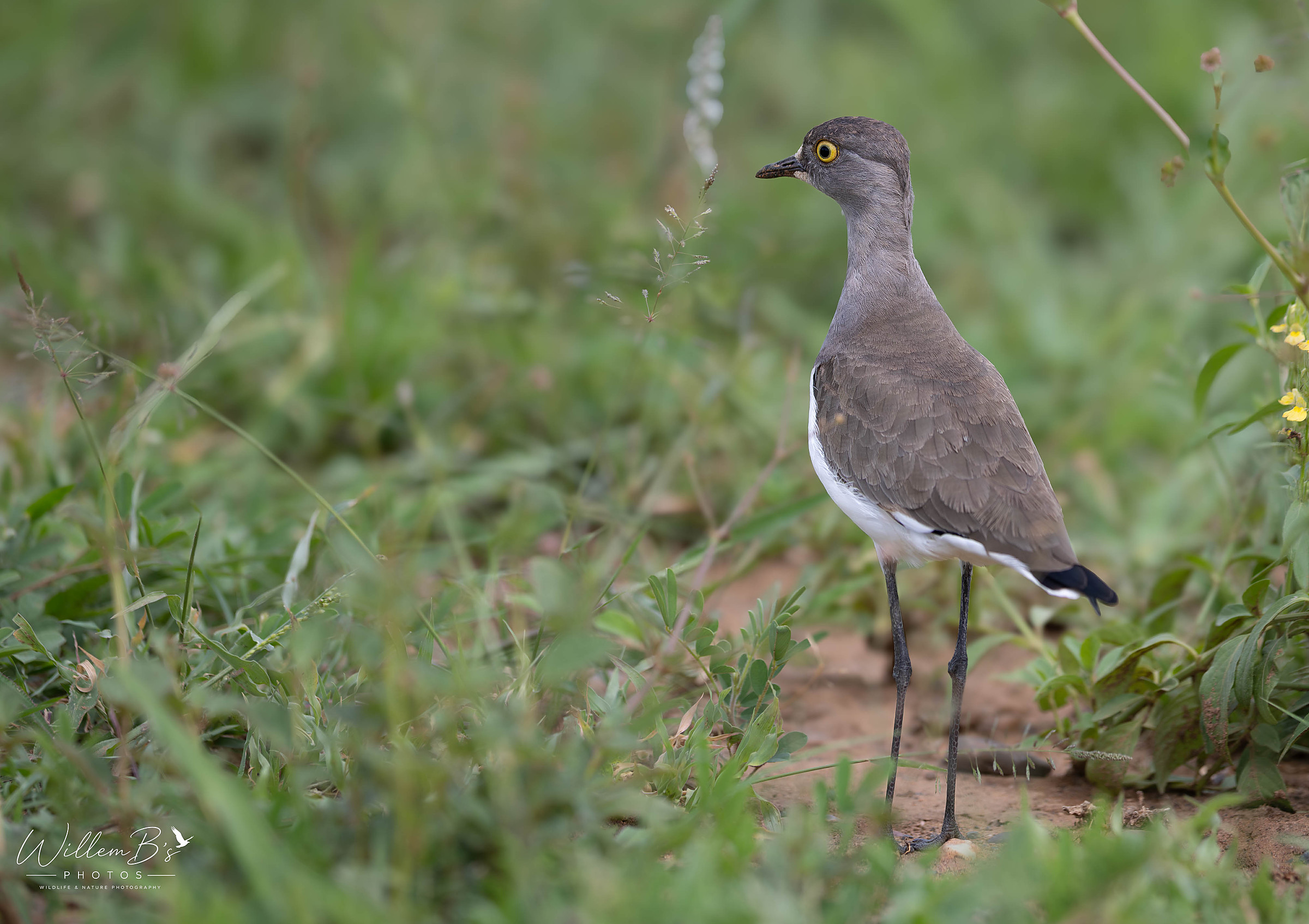 Senegal Lapwing - Birds