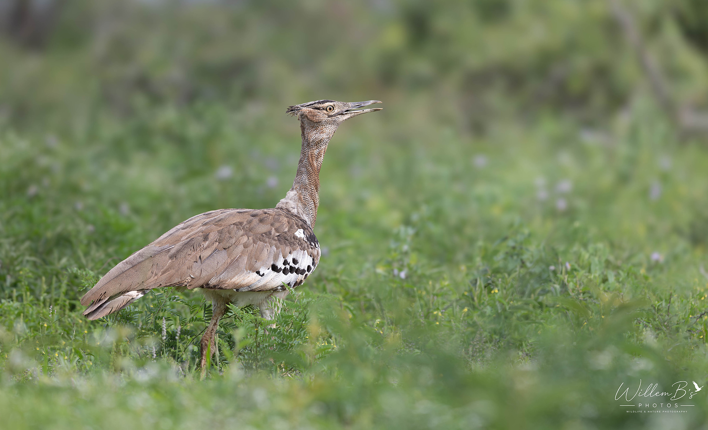 Kori Bustard - Birds