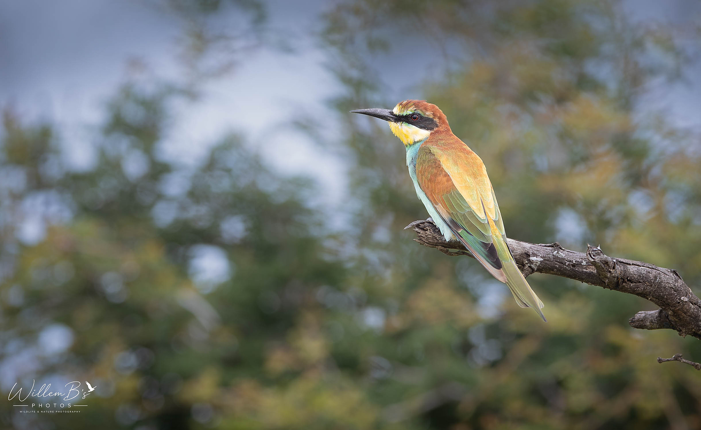European Bee-eater - Birds