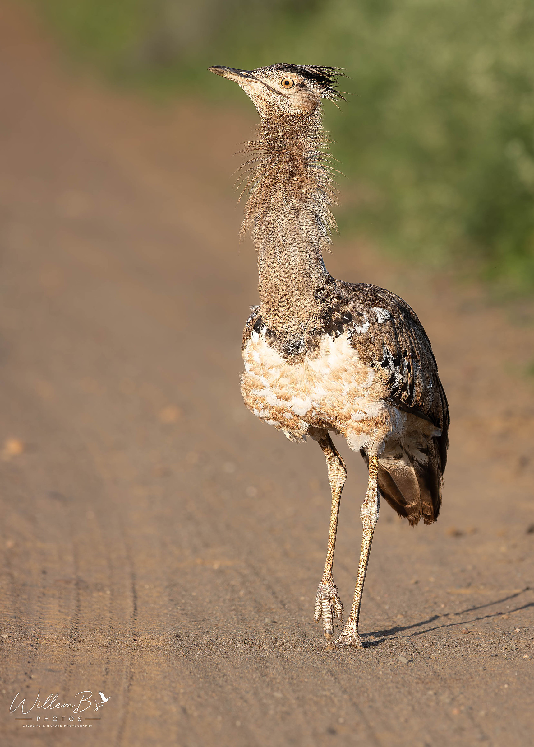 Kori Bustard - Birds