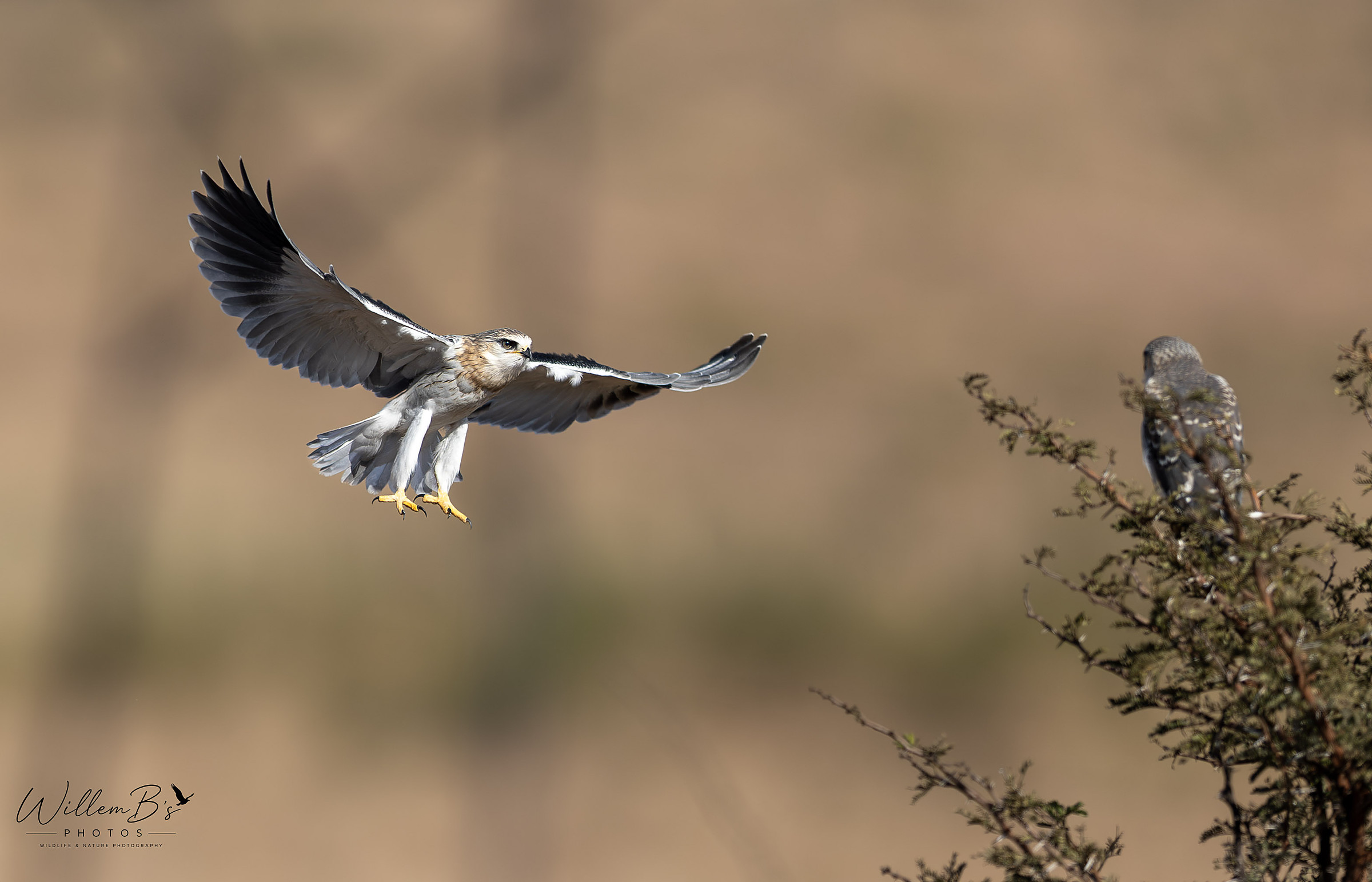 Black-winged Kite - Birds