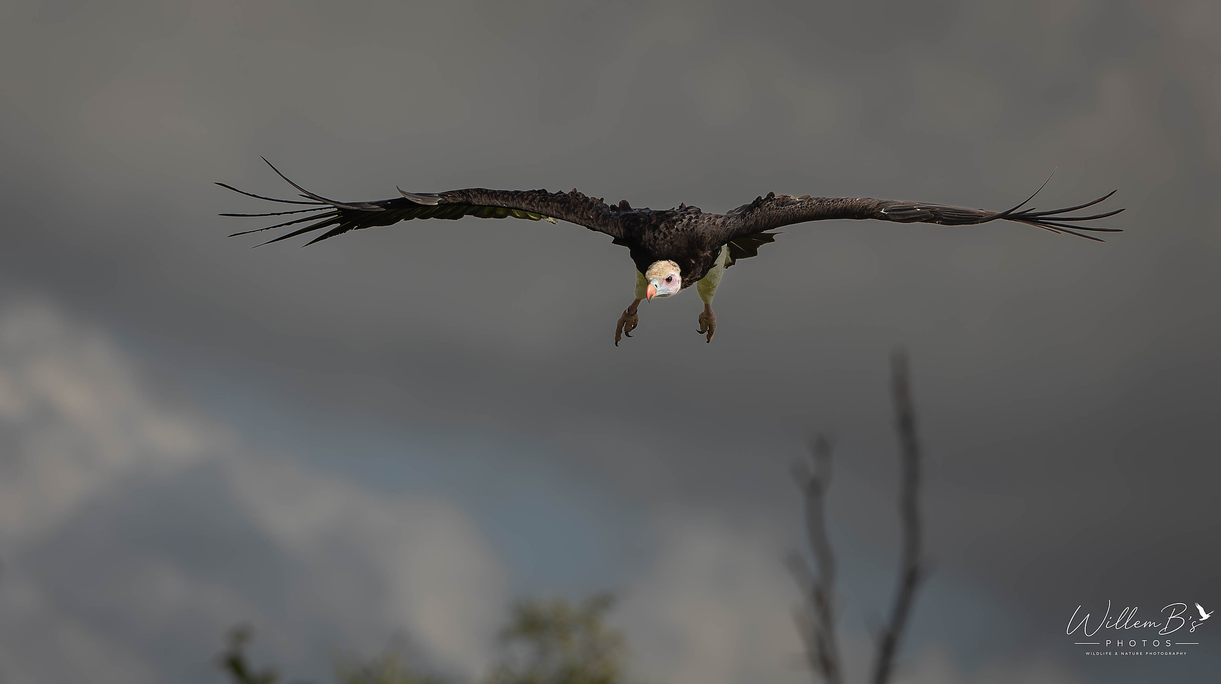 White-backed Vulture - Birds