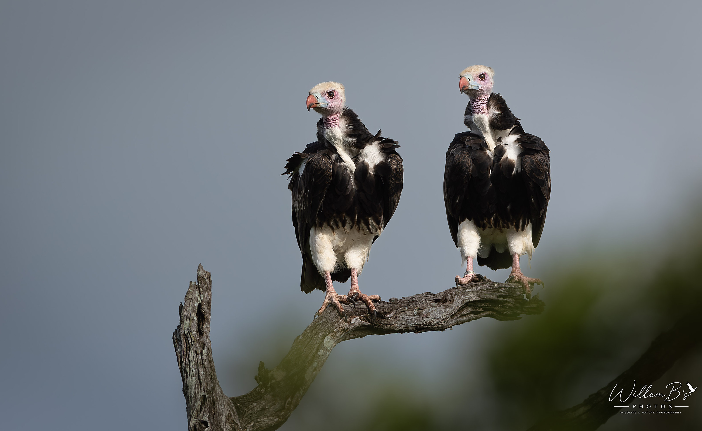 White-headed Vulture - Birds