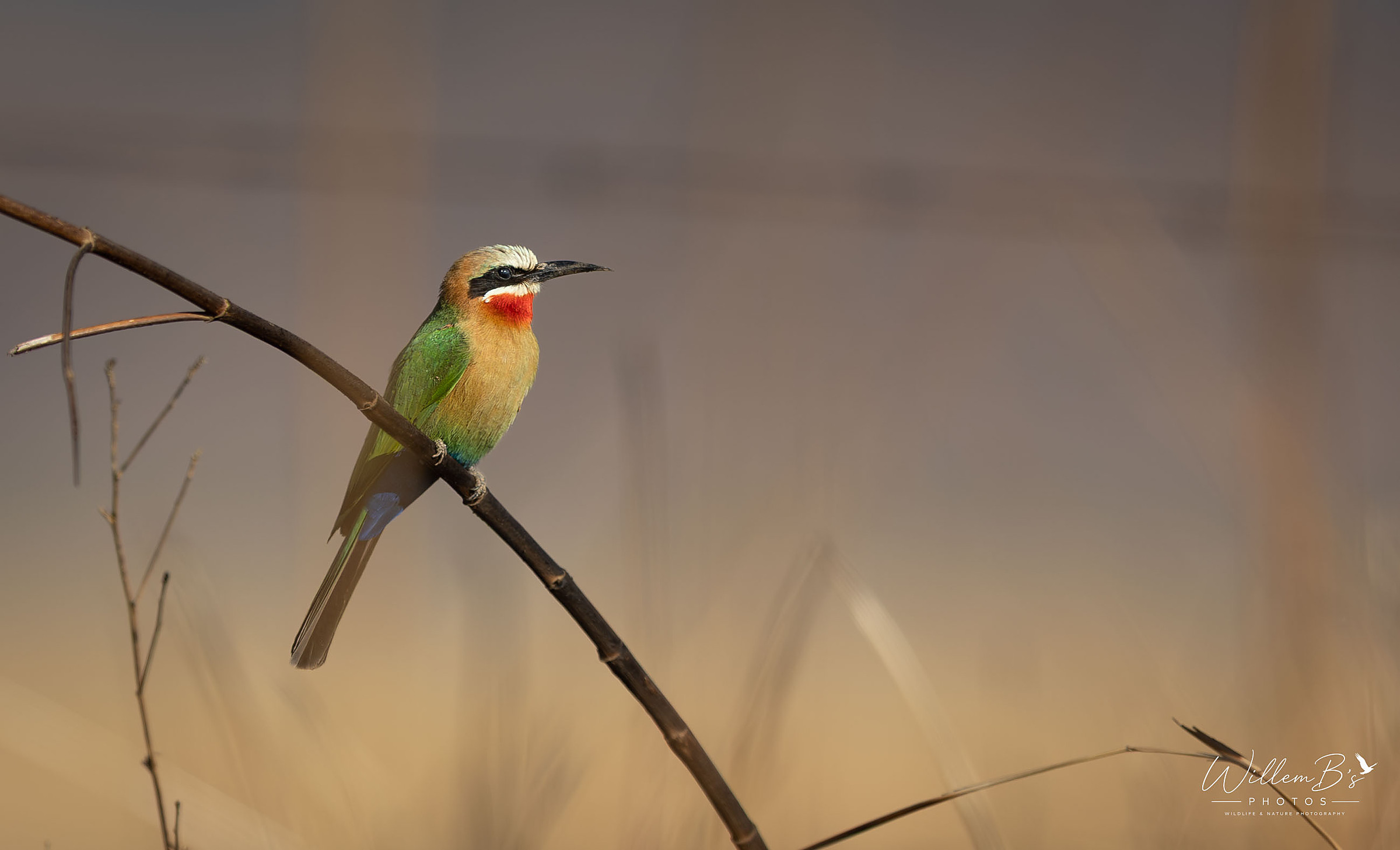 White-fronted Bee-eater - Birds