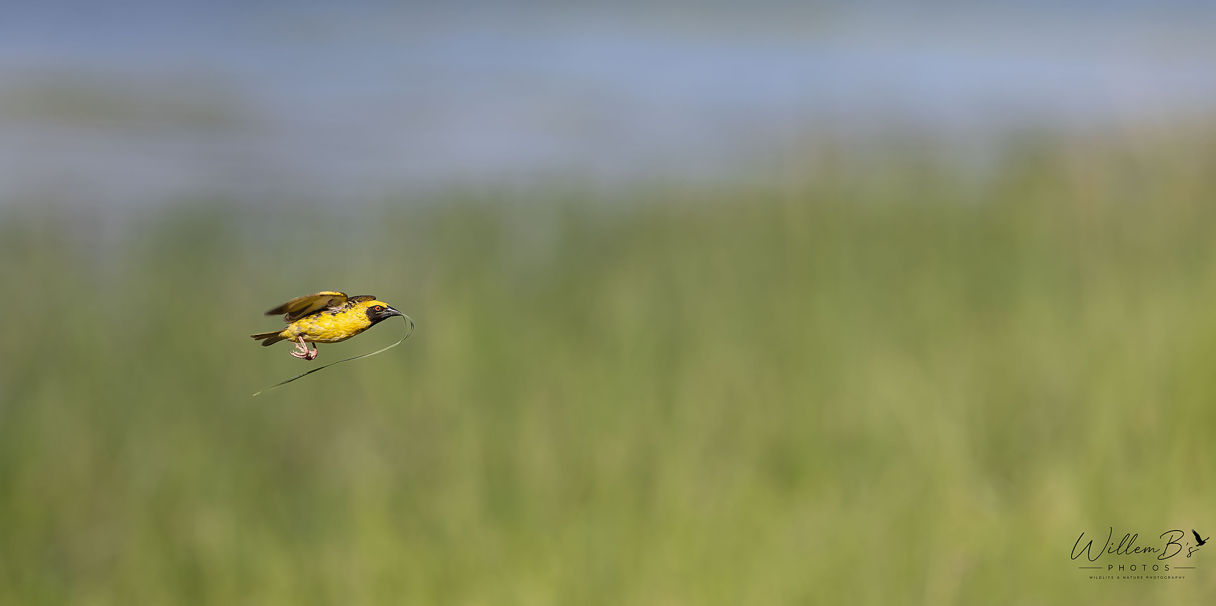 Southern Masked Weaver - Birds