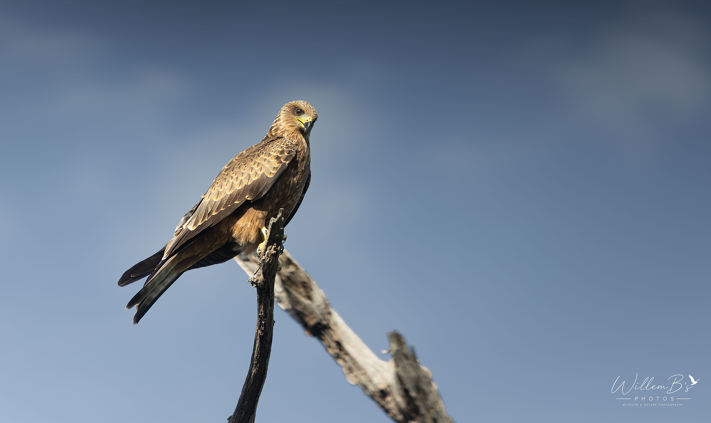 Wahlberg's Eagle - Birds
