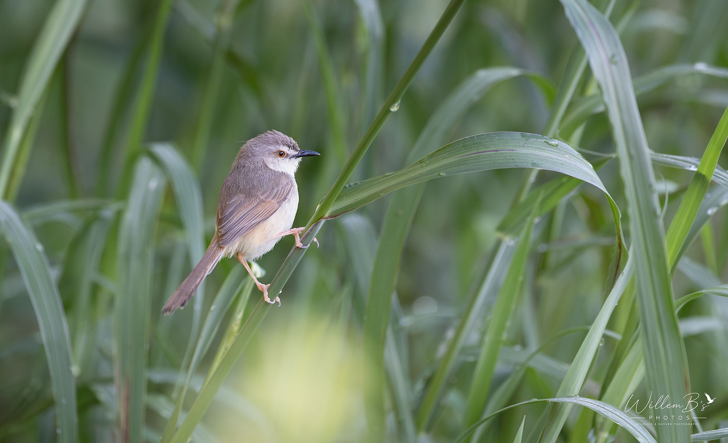 Tawny-flanked Prinia - Birds