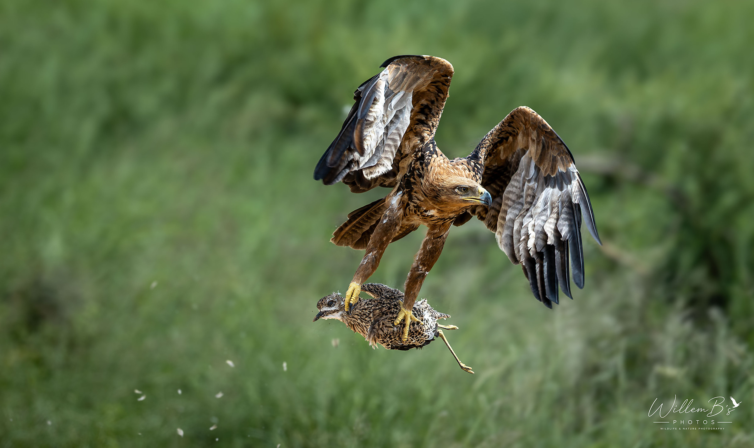 Tawny Eagle & Spotted Thick-knee - Birds