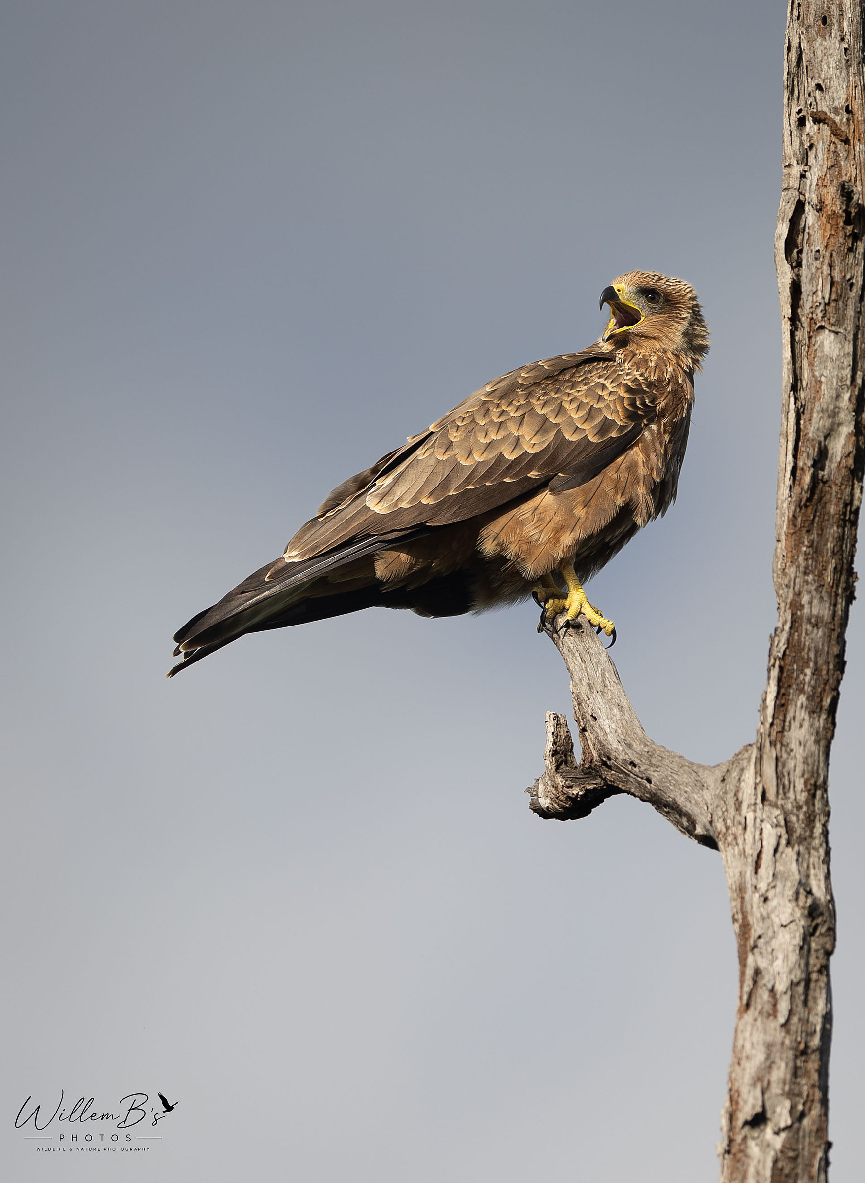 Yellow-billed Kite - Birds