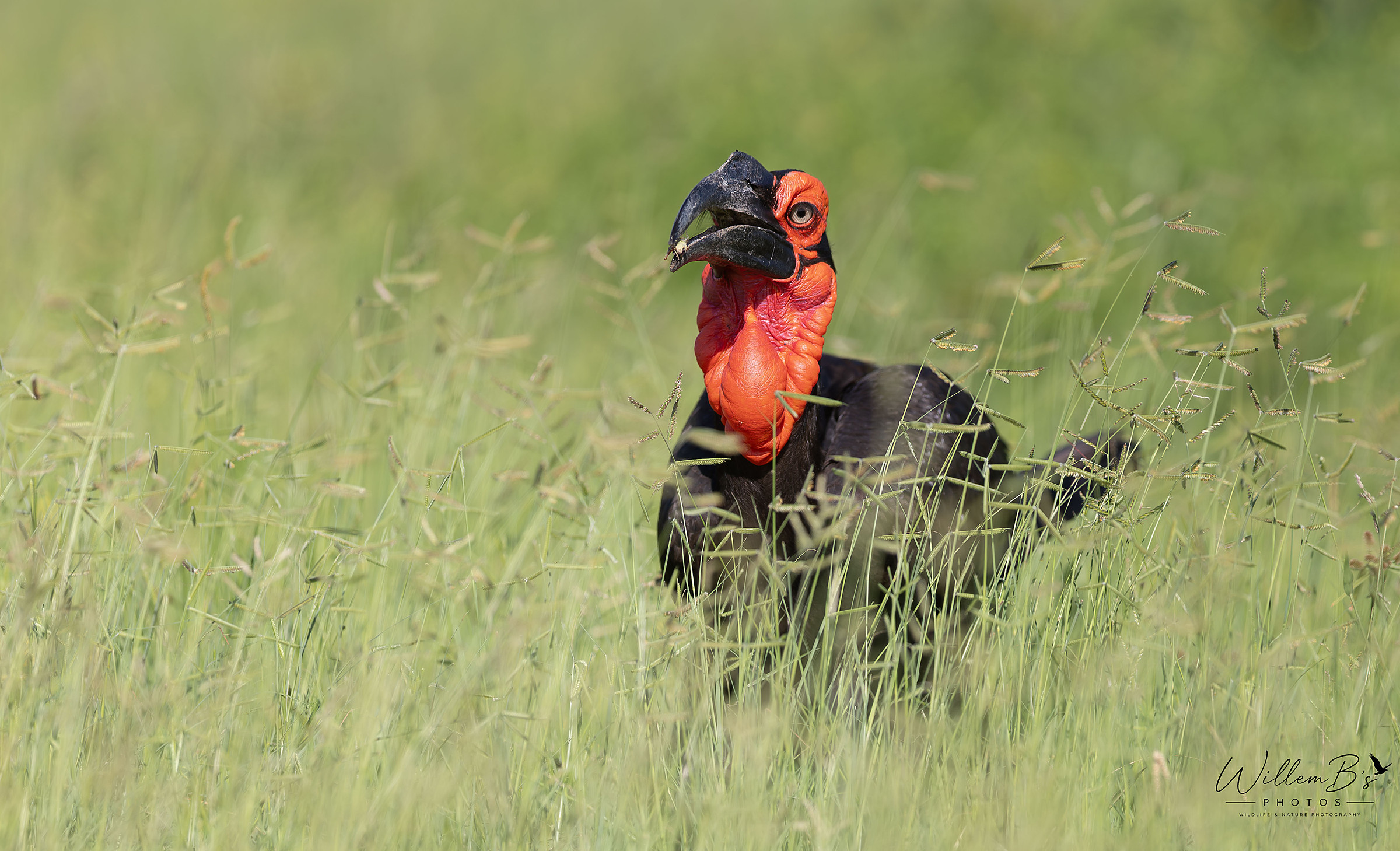 Southern Ground-Hornbill - Birds