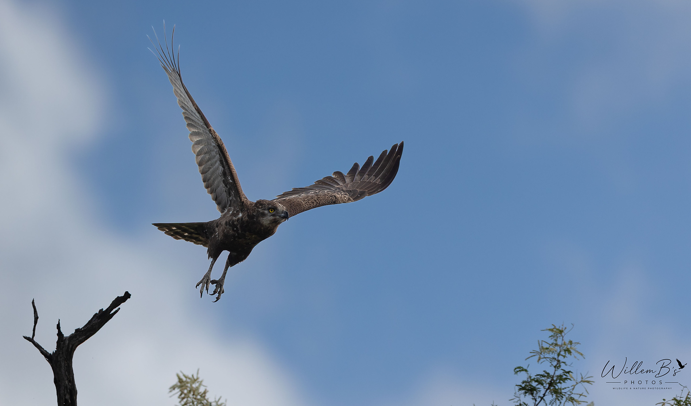 Brown Snake-Eagle - Birds