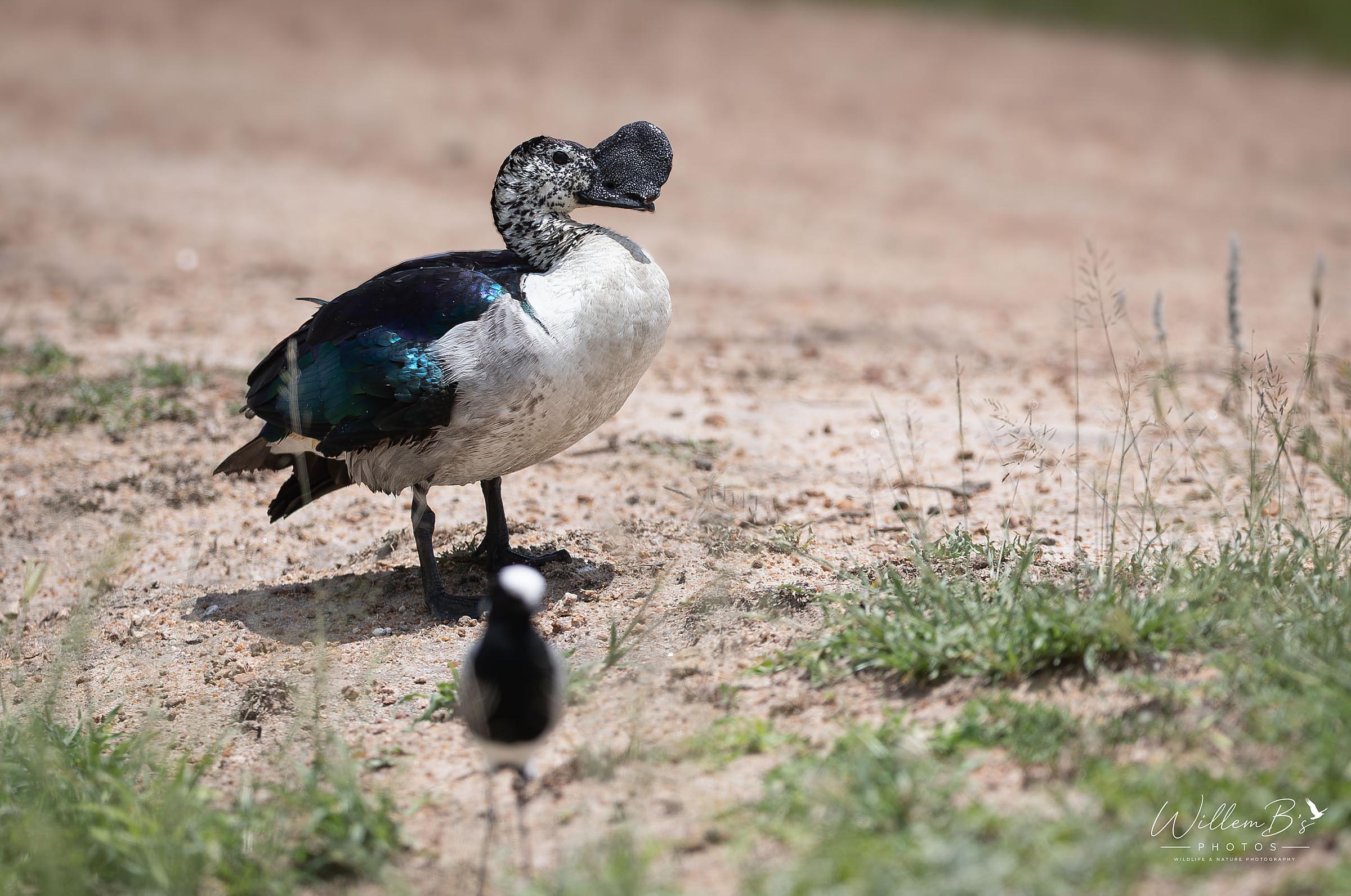 Knob-billed Duck - Birds