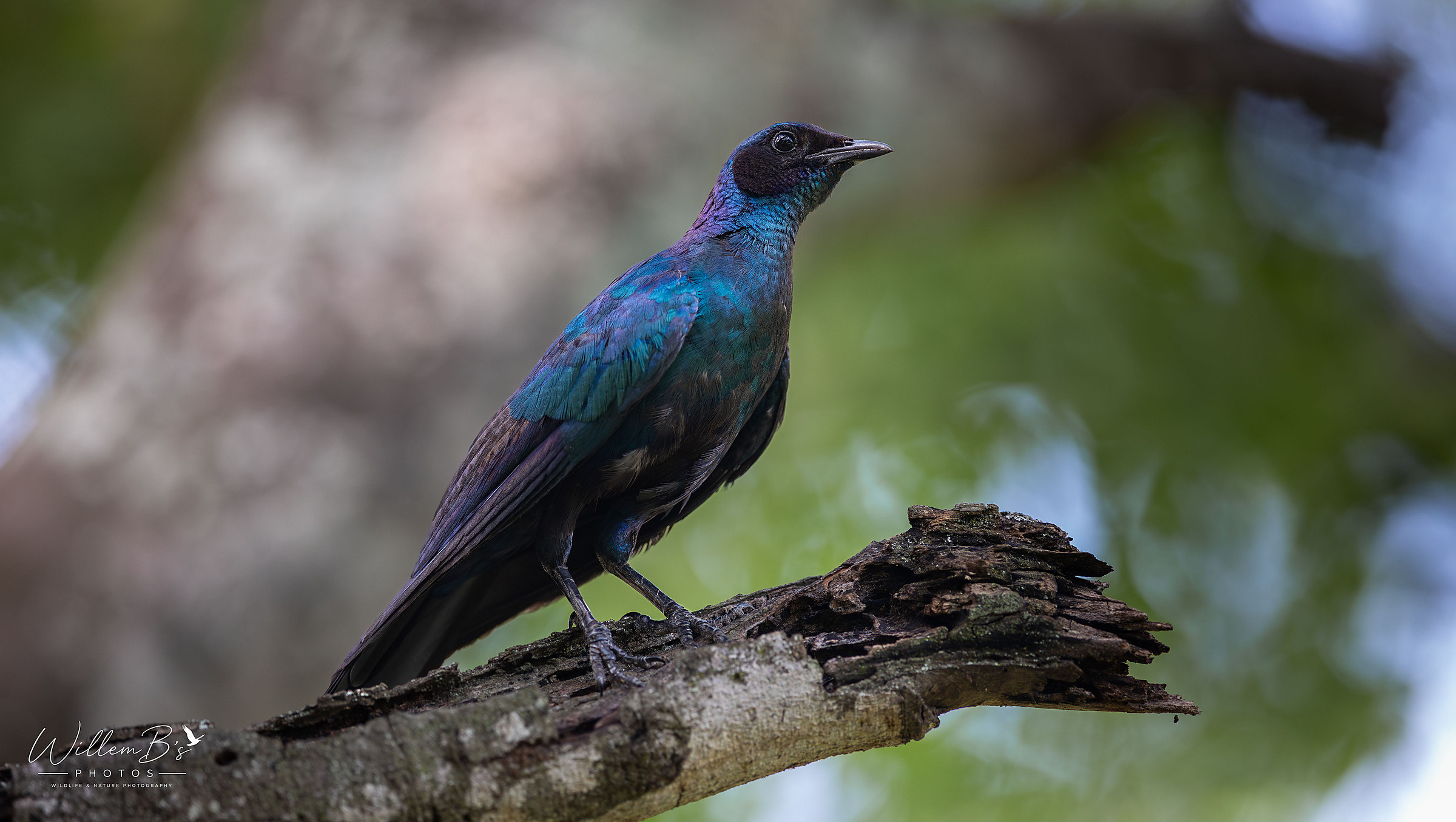 Burchell's Starling - Birds