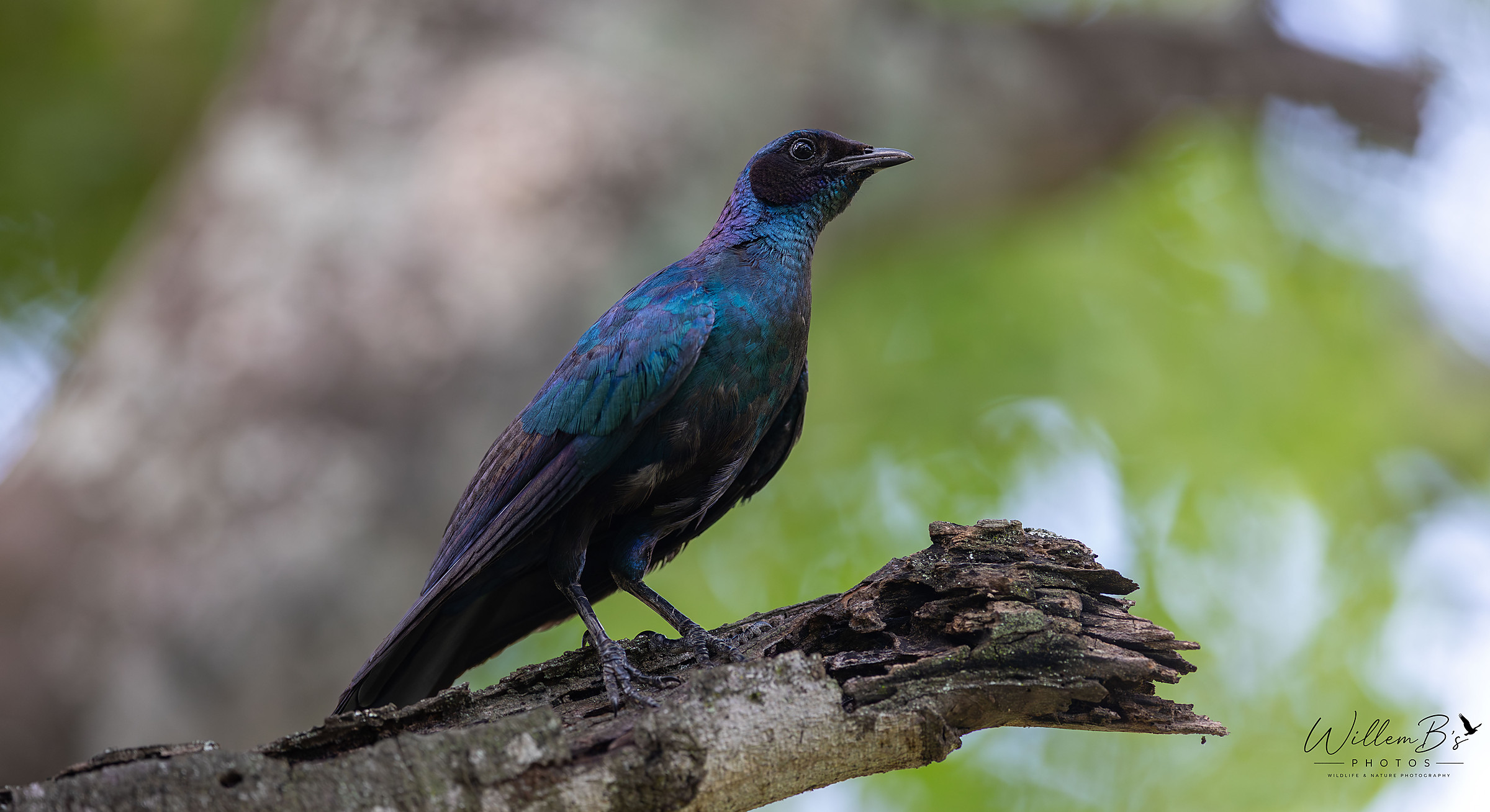 Burchell's Starling - Birds