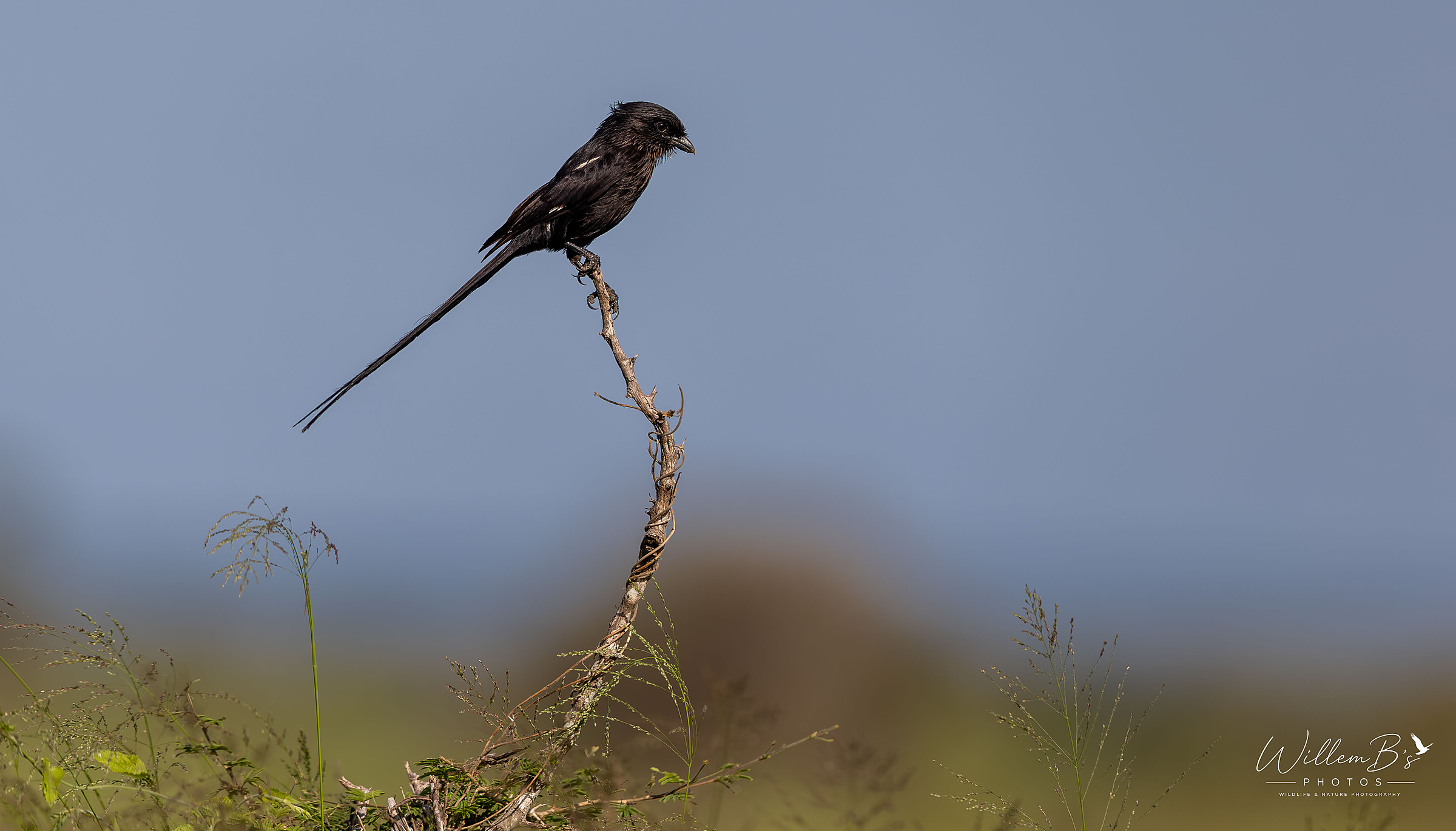 Magpie Shrike - Birds
