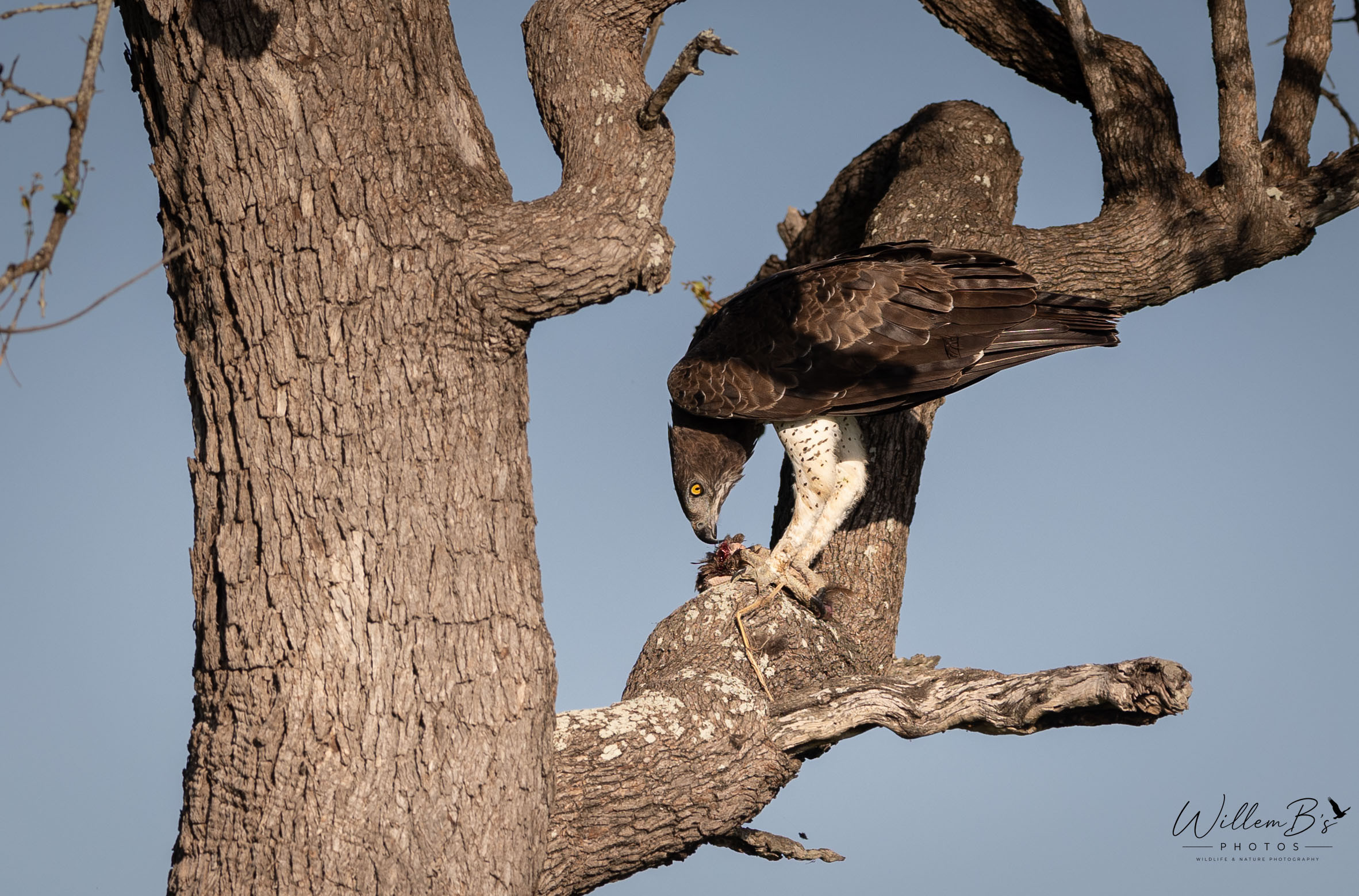 Martial Eagle - Birds