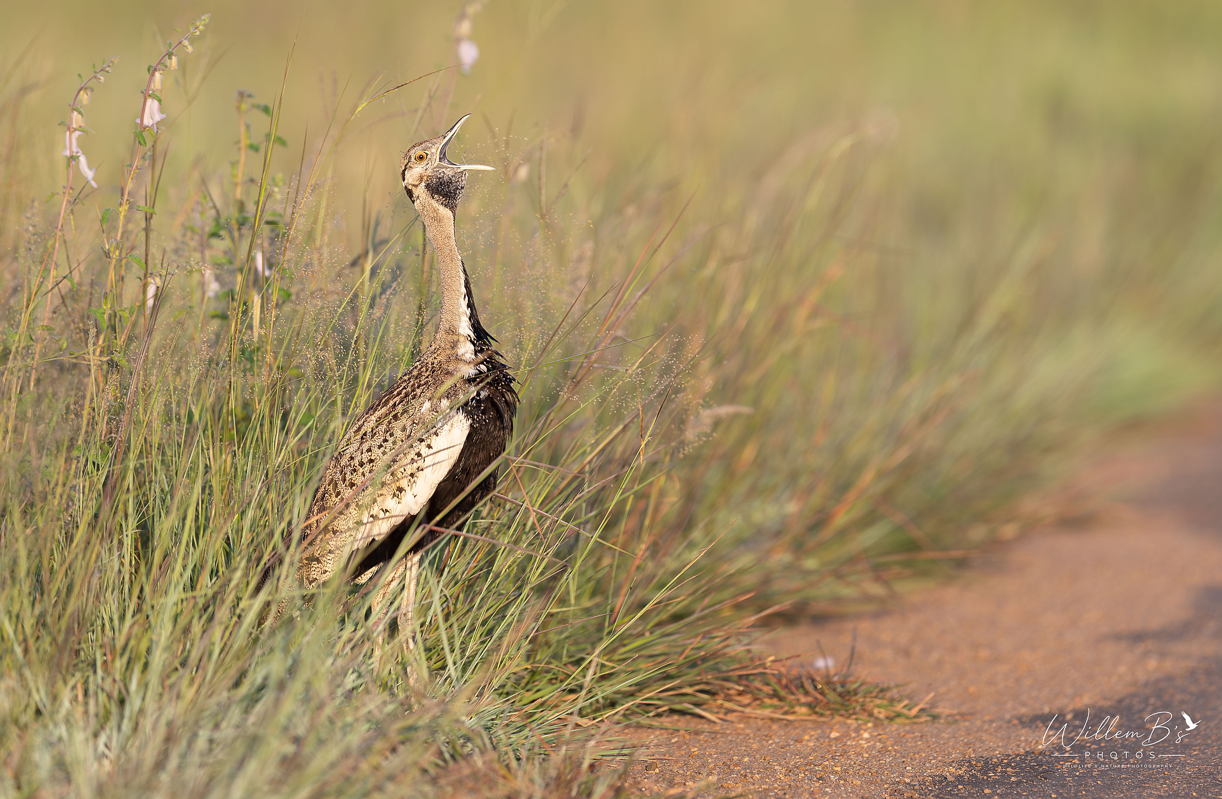 Black-bellied Bastard - Birds