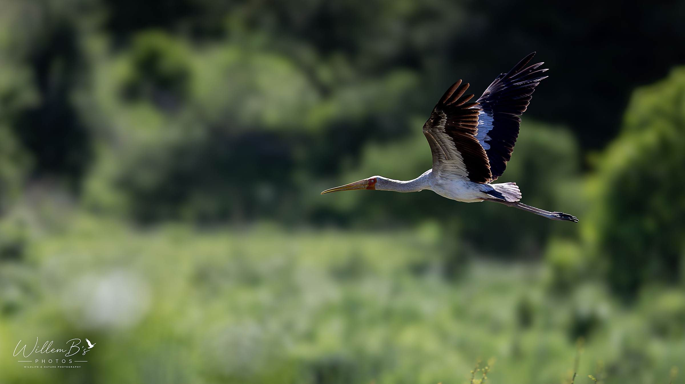 Yellow-billed Stork - Birds