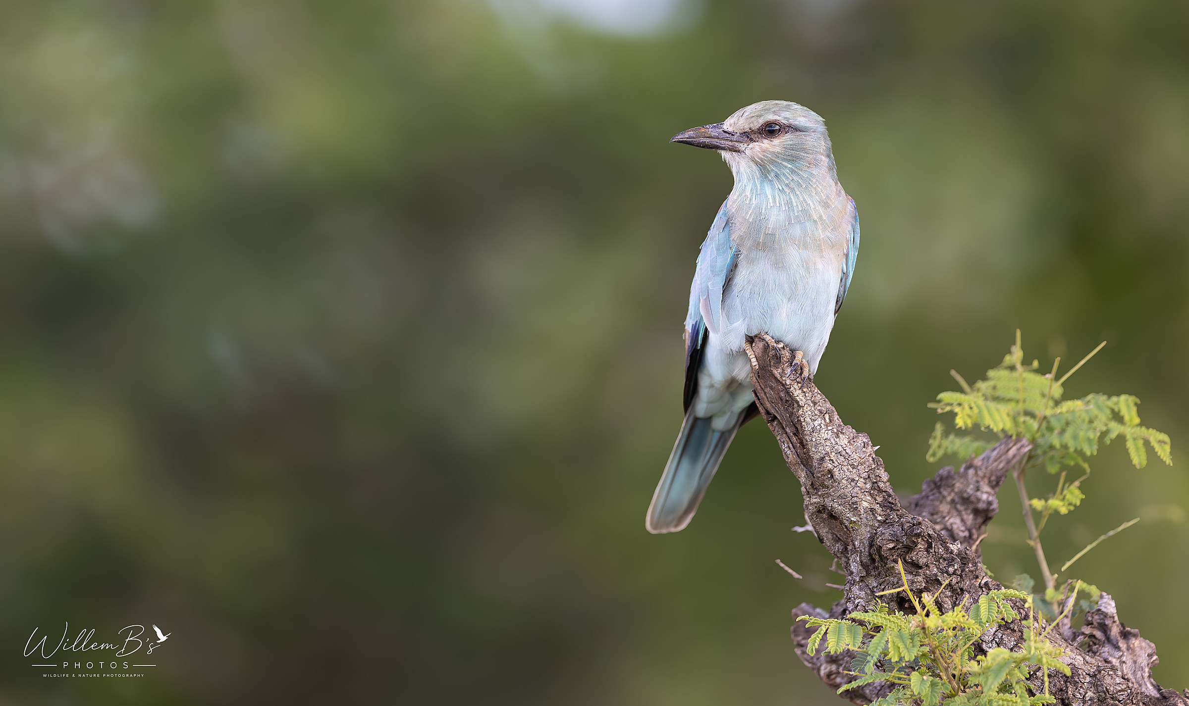 European Bee-eater - Birds