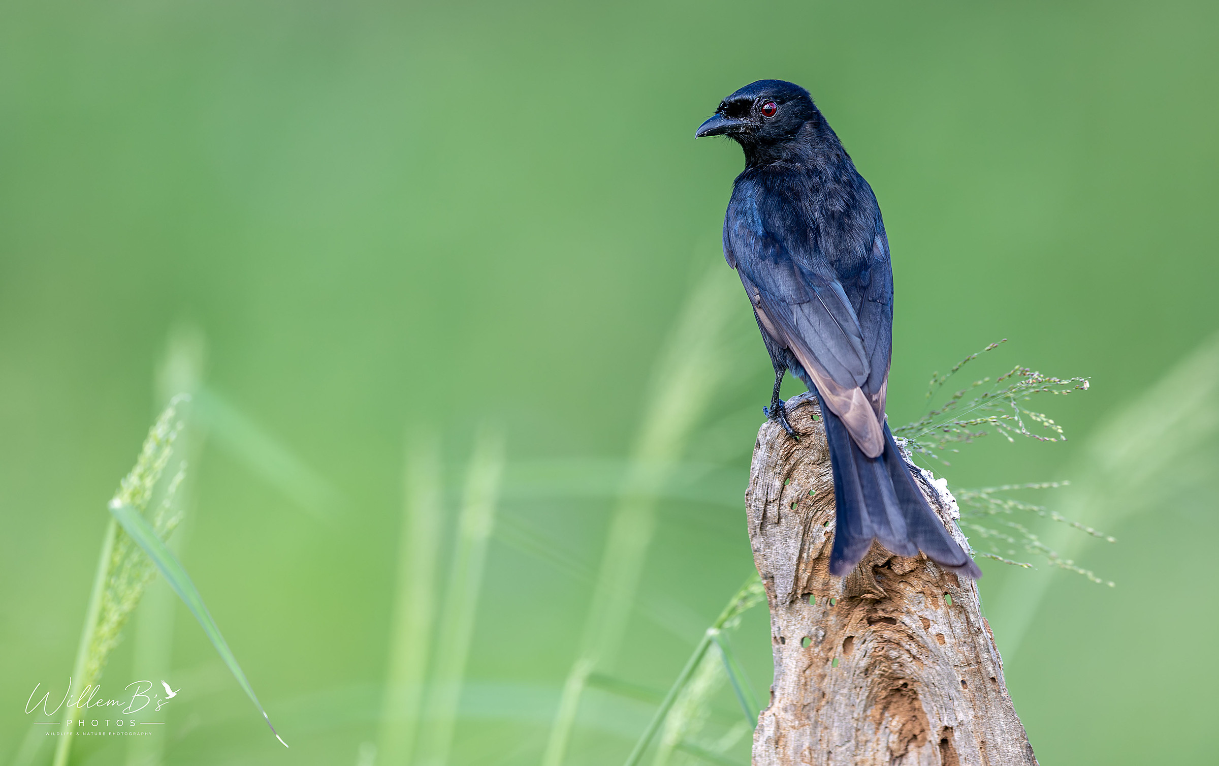 Fork-tailed Drongo - Birds