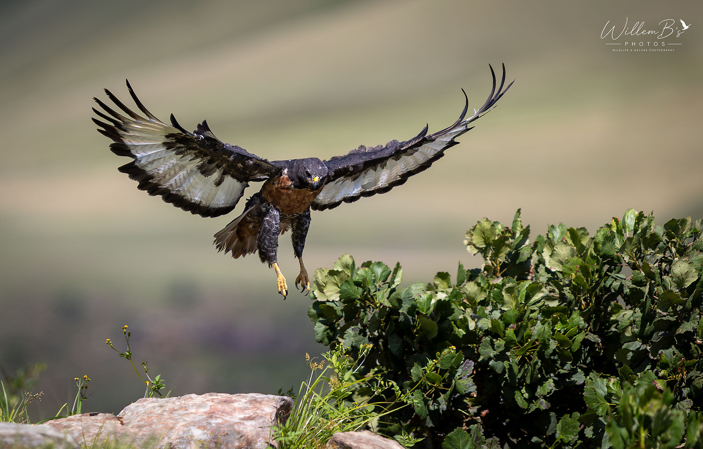 Jackal Buzzard - Birds