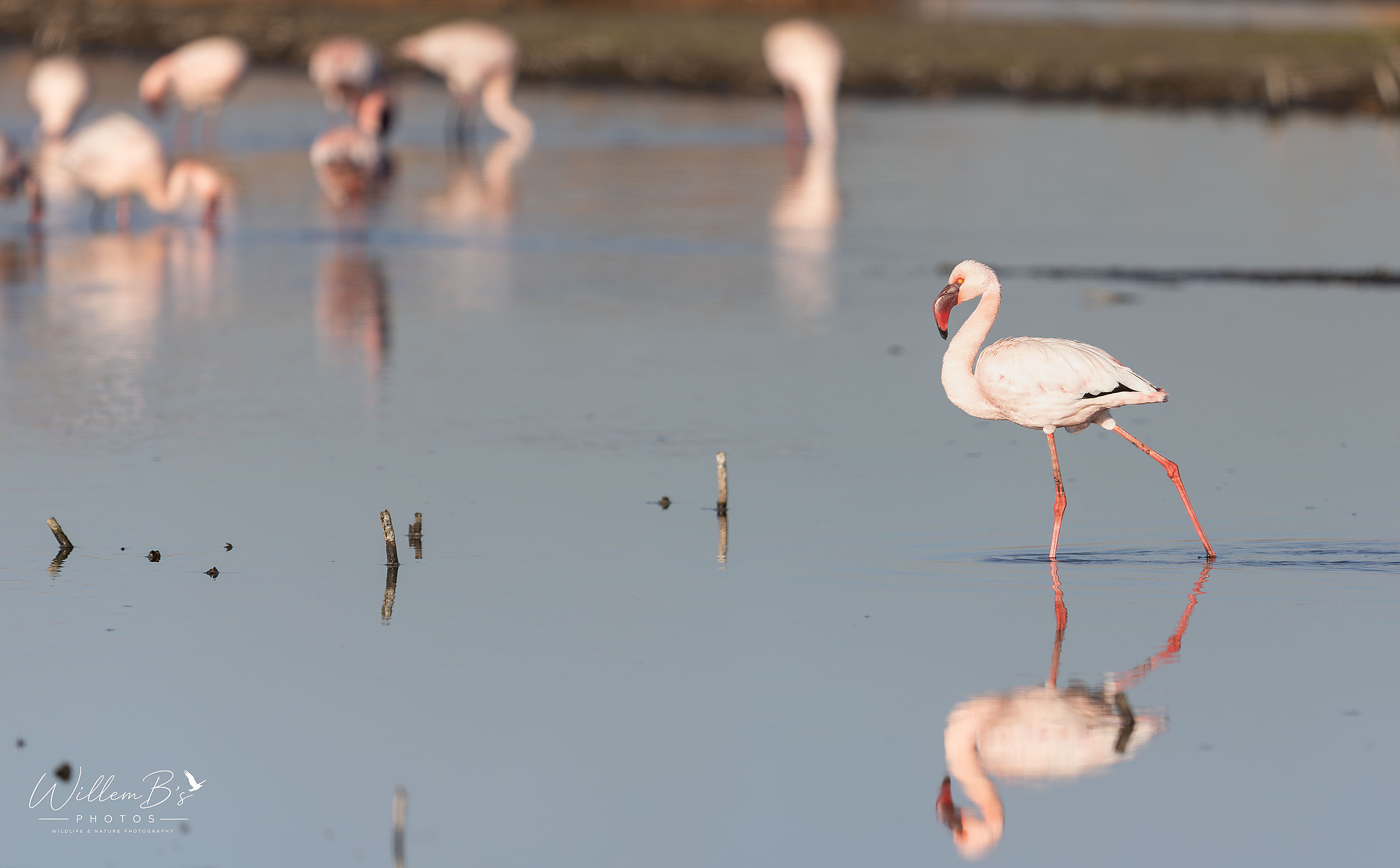 Lesser Flamigo - Birds
