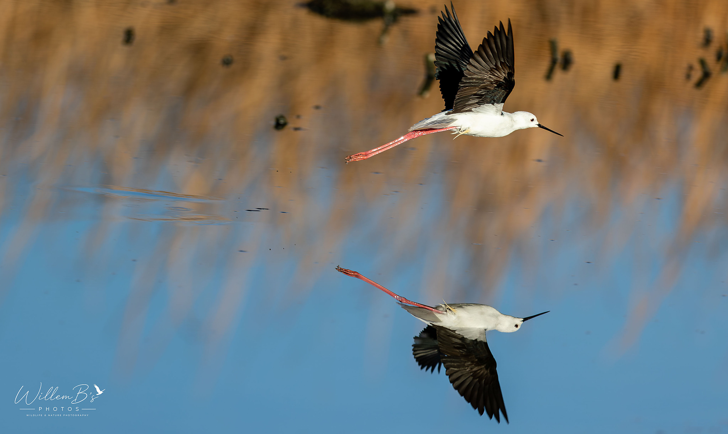 Black-winged Stilt - Birds