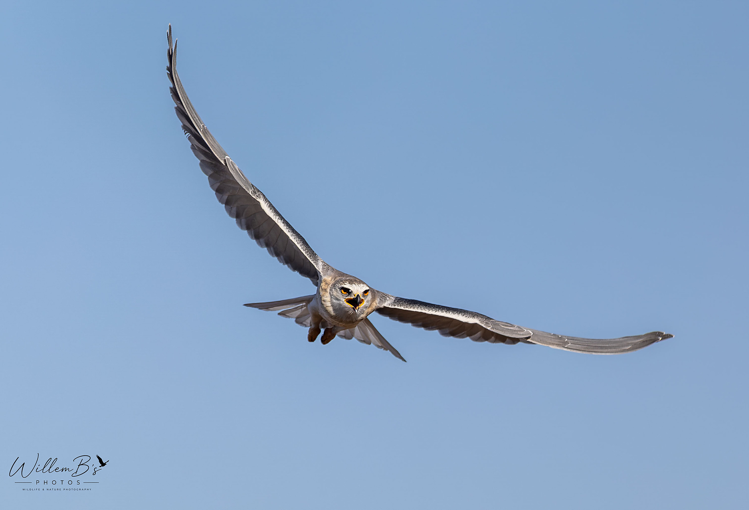 Black-winged Kite - Birds