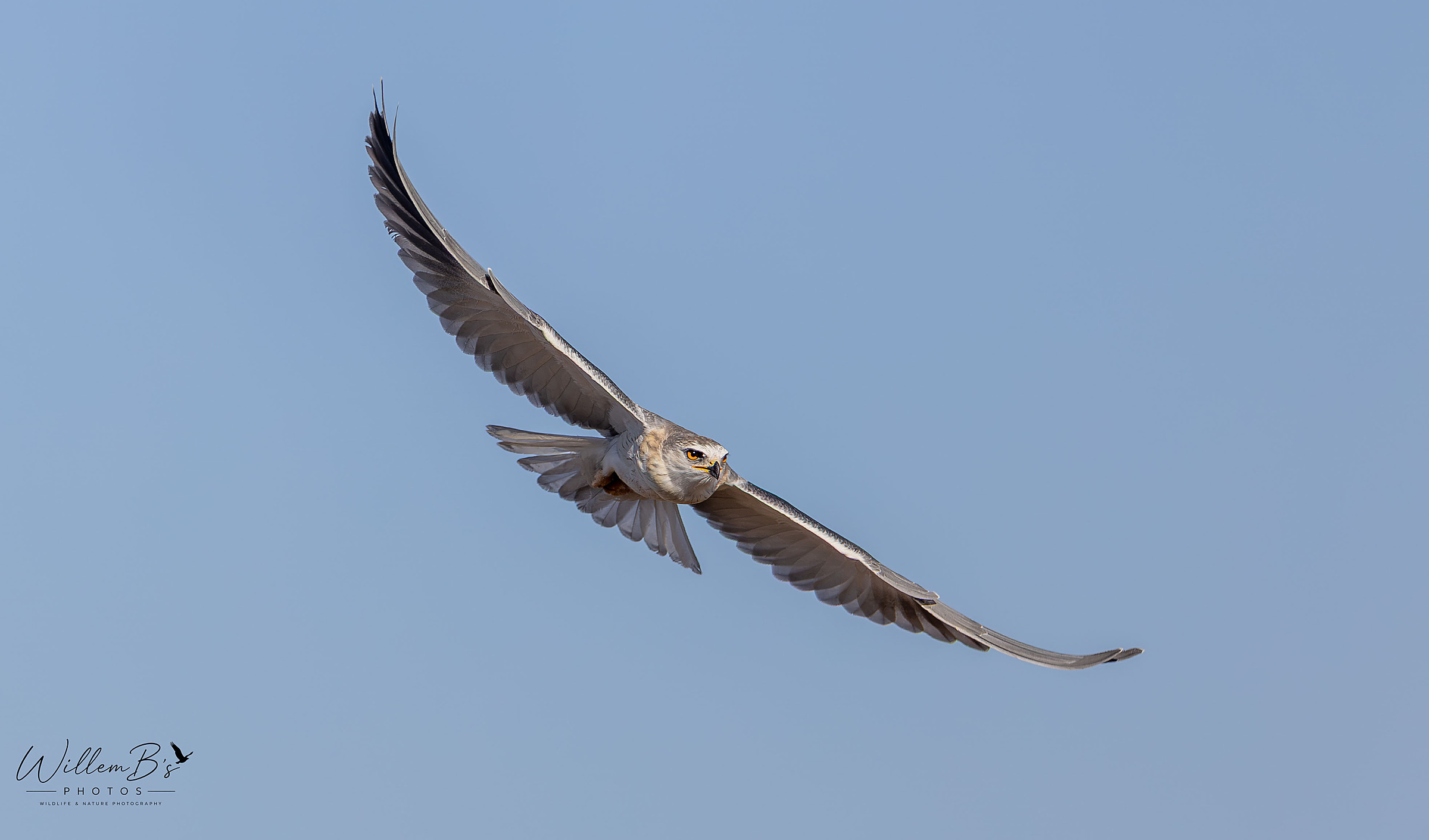 Black-winged Kite - Birds