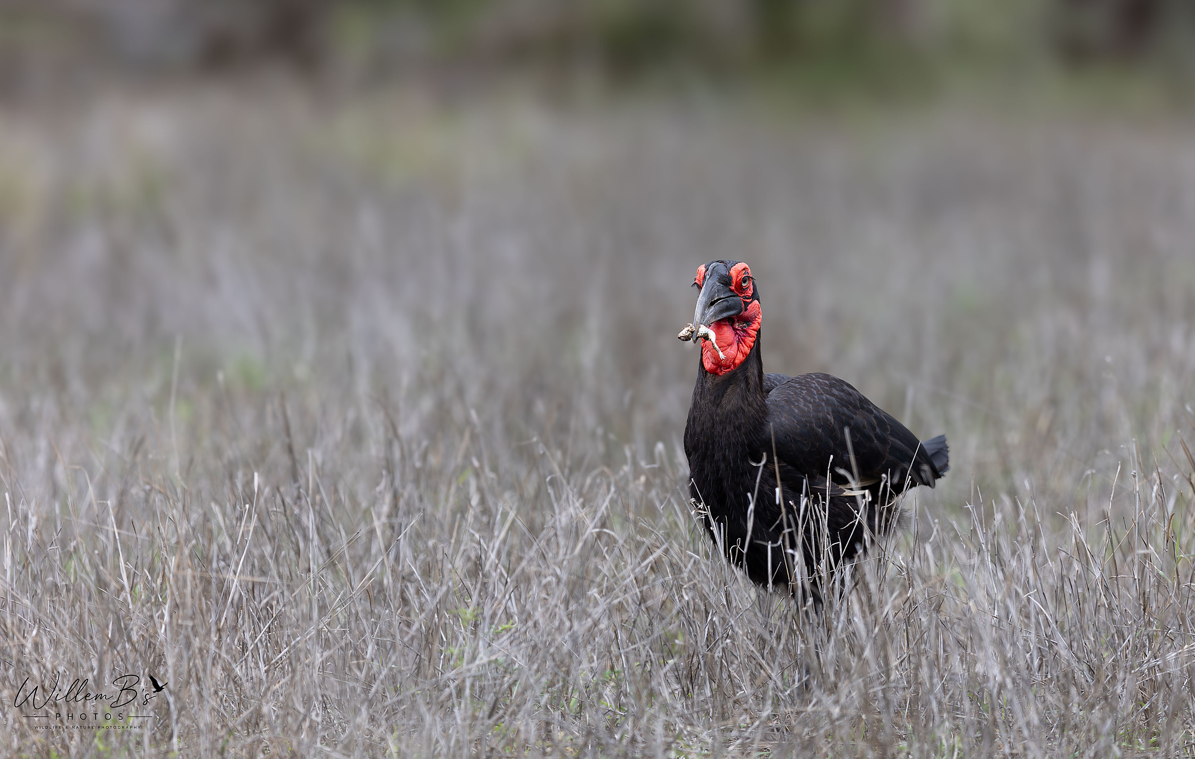 Southern Ground-Hornbill - Birds