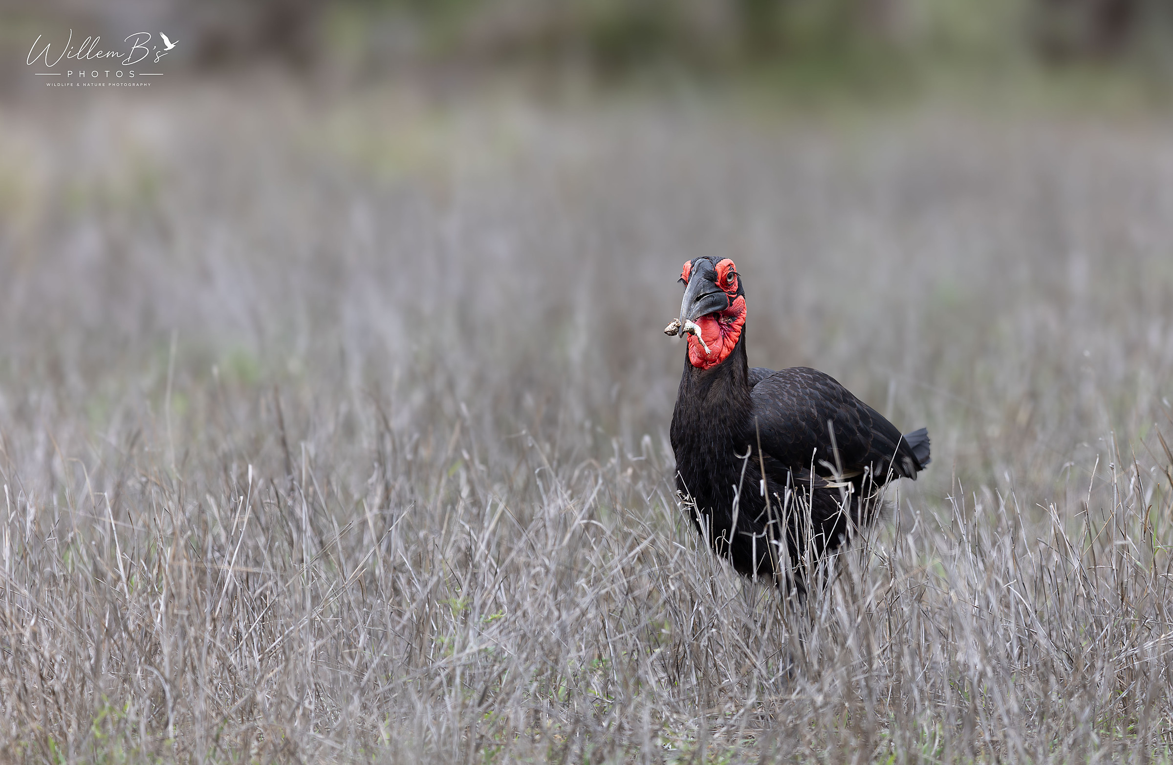 Southern Ground-Hornbill - Birds