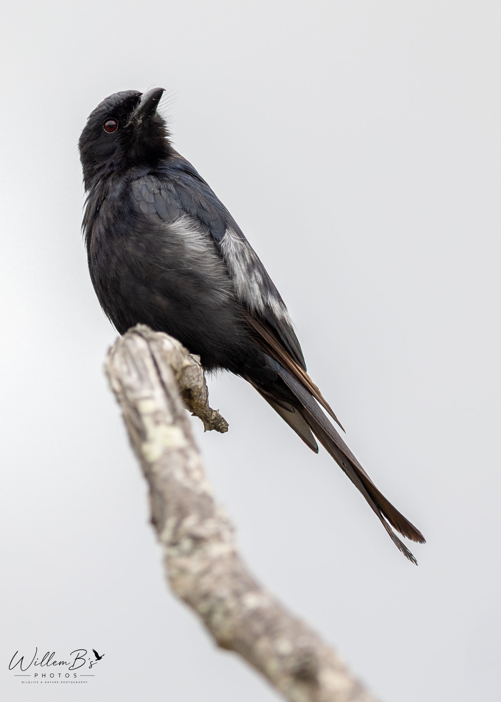 Fork-tailed Drongo - Birds