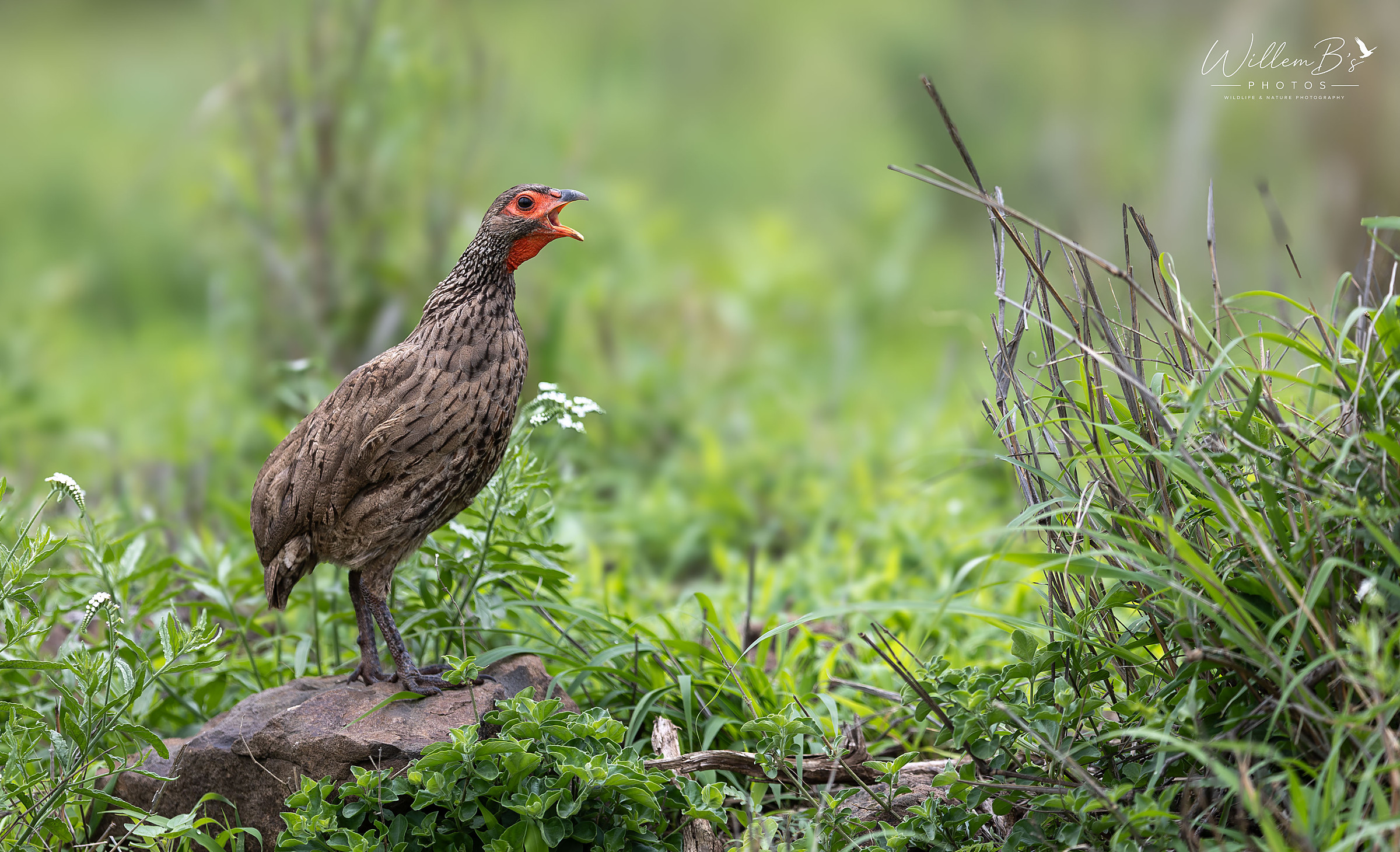 Swainson's Spurfowl - Birds