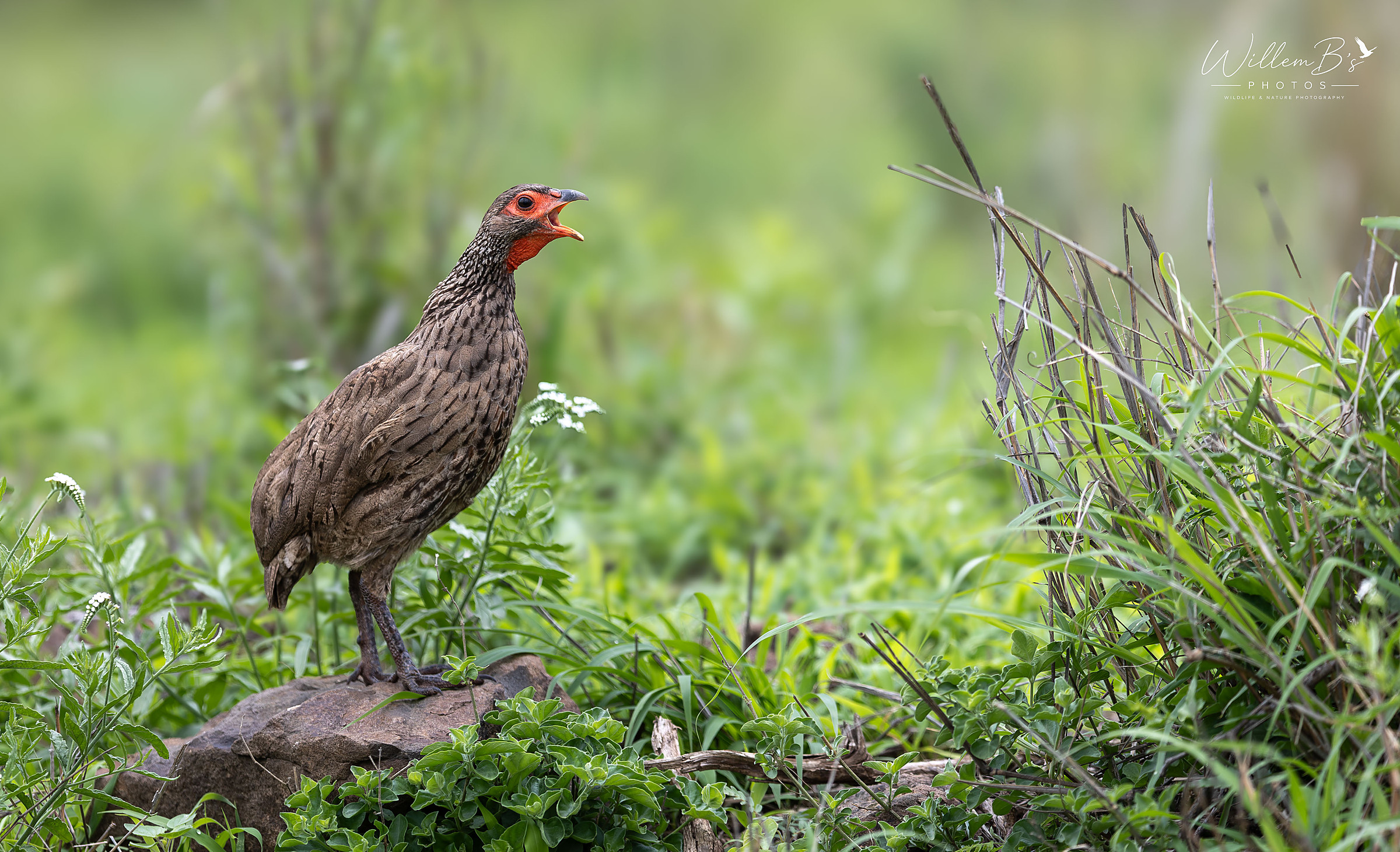 Swainson's Spurfowl - Birds