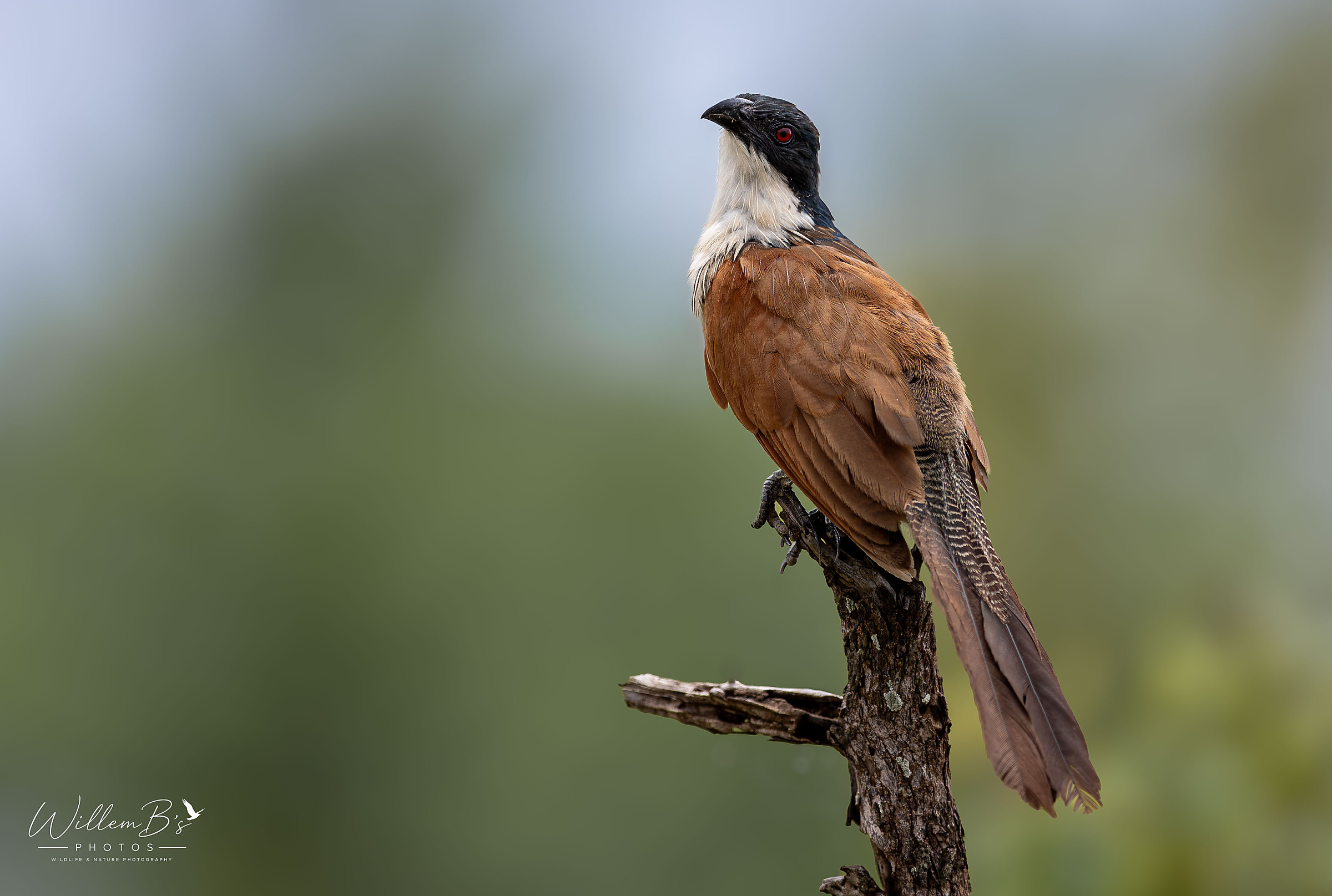 Burchell's Coucal - Birds
