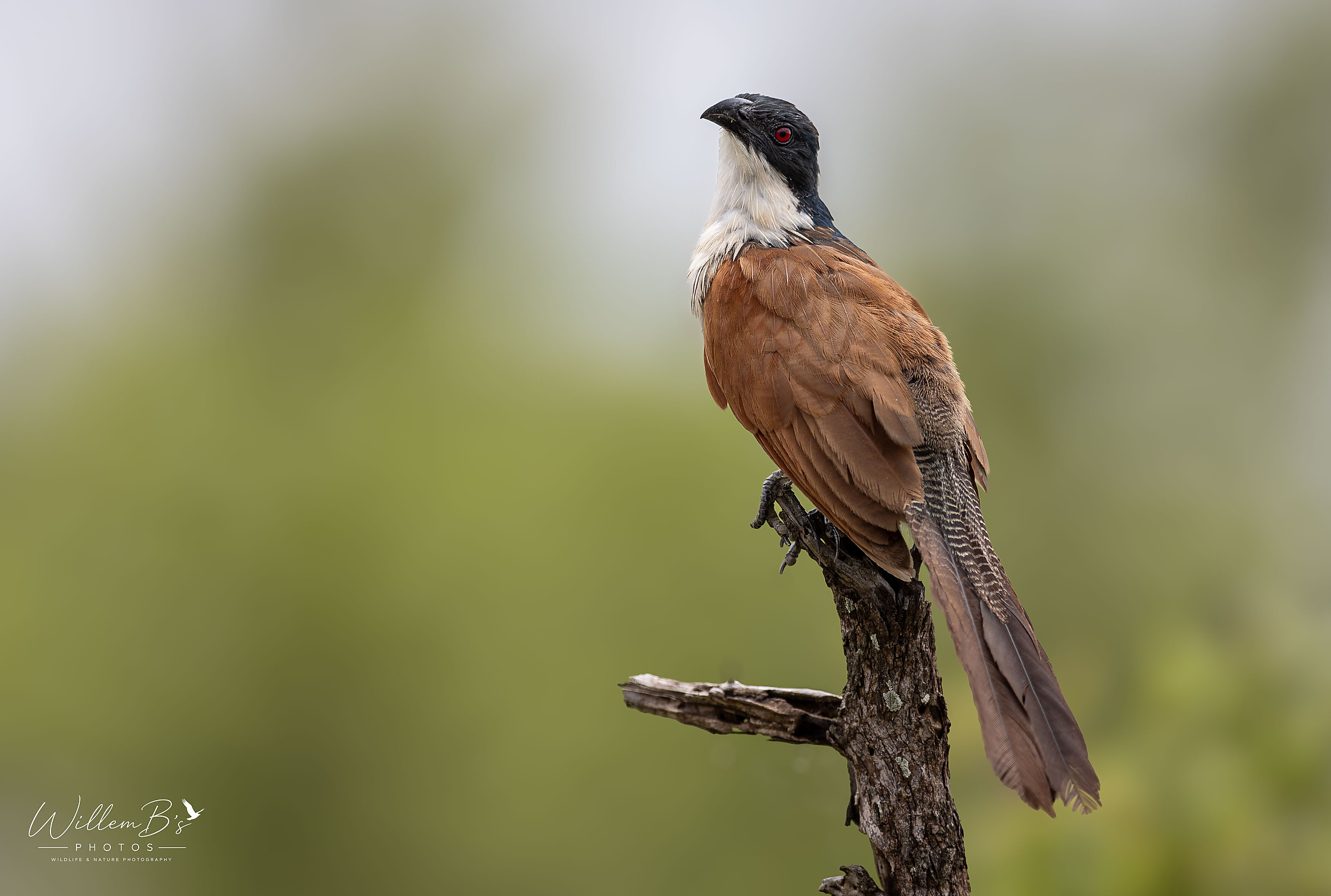 Burchell's Coucal - Birds