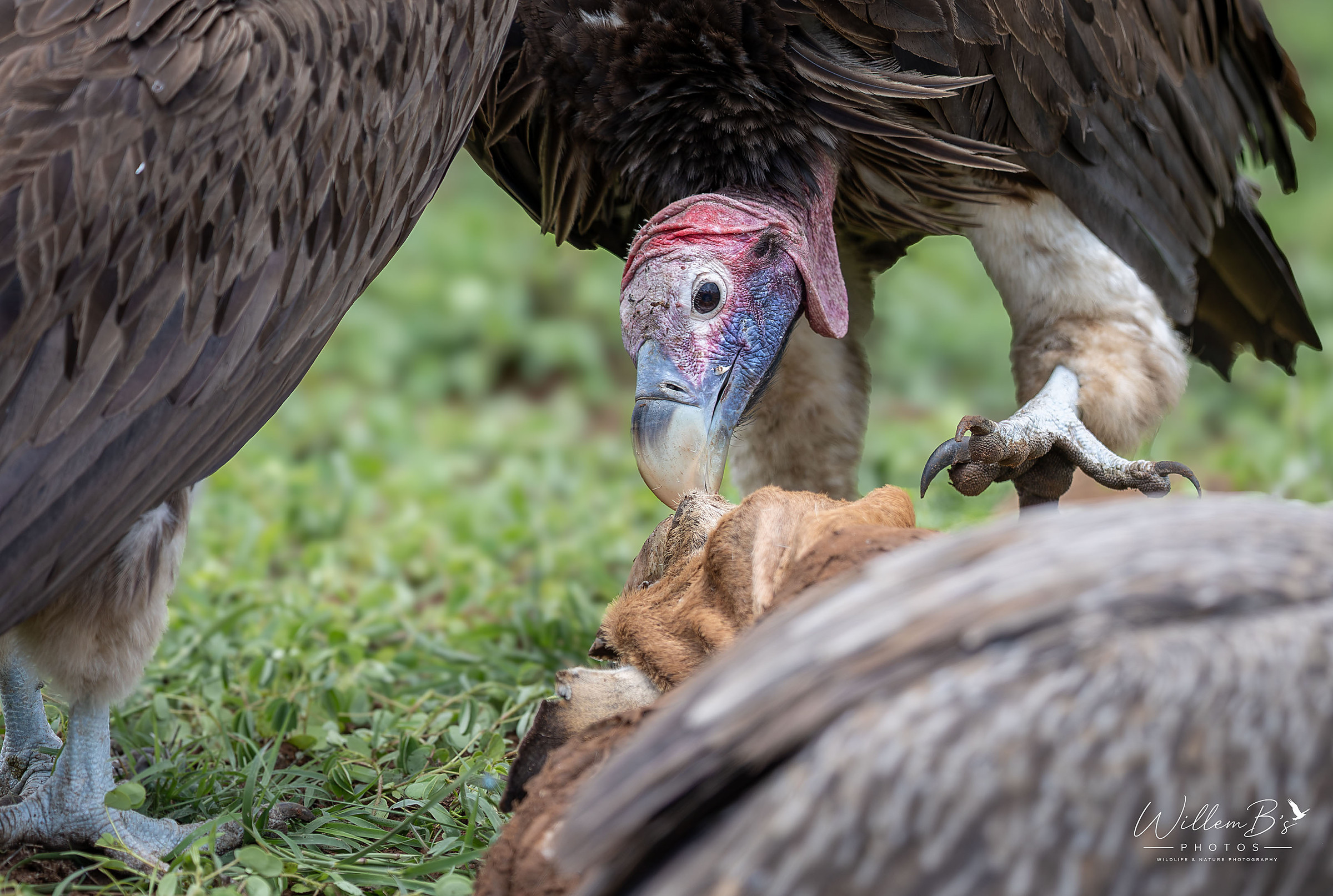 Lappet-faced Vulture - Birds