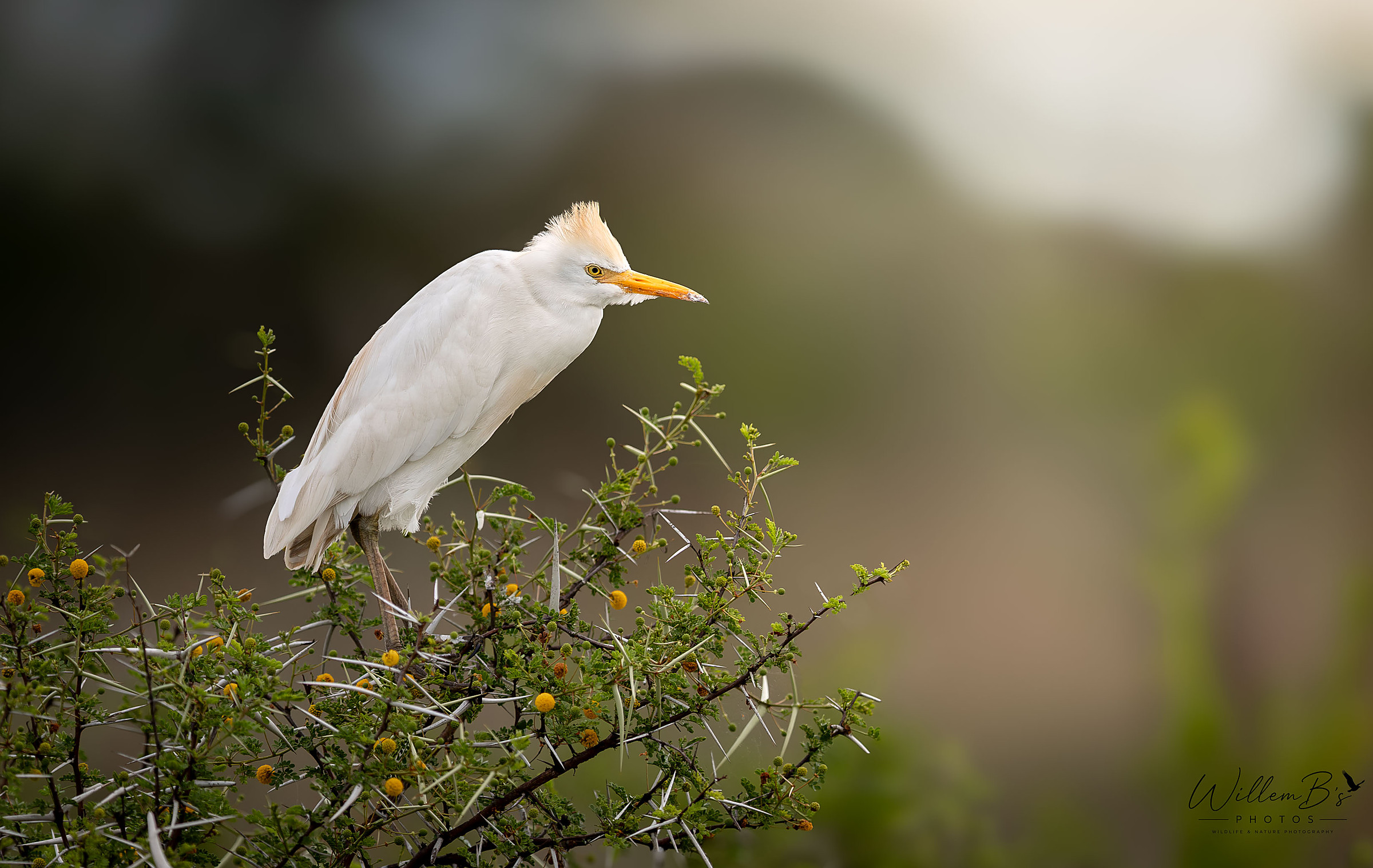 Cattle Egret - Birds