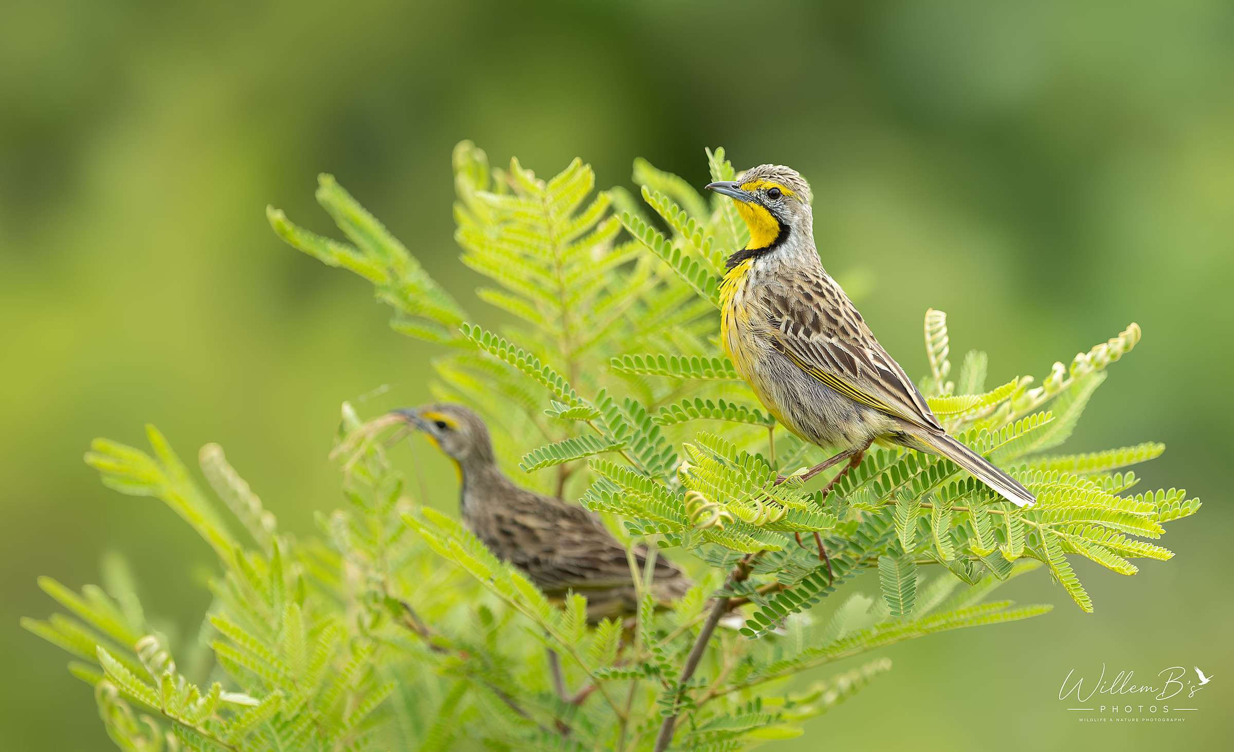 Yellow-throated Longclaw - Birds