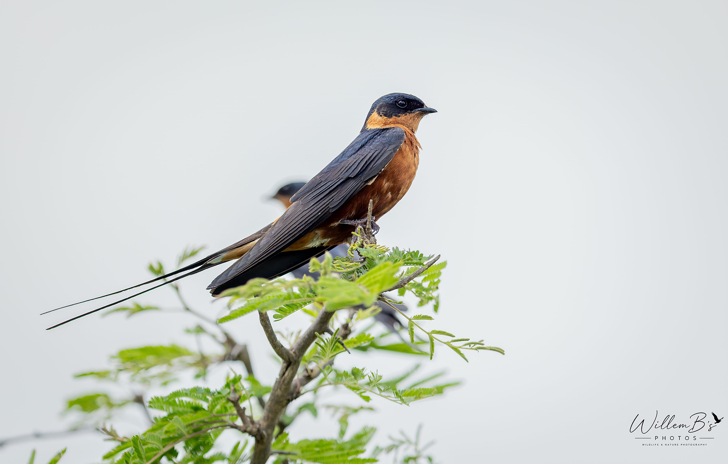 Red-breasted Swallow - Birds