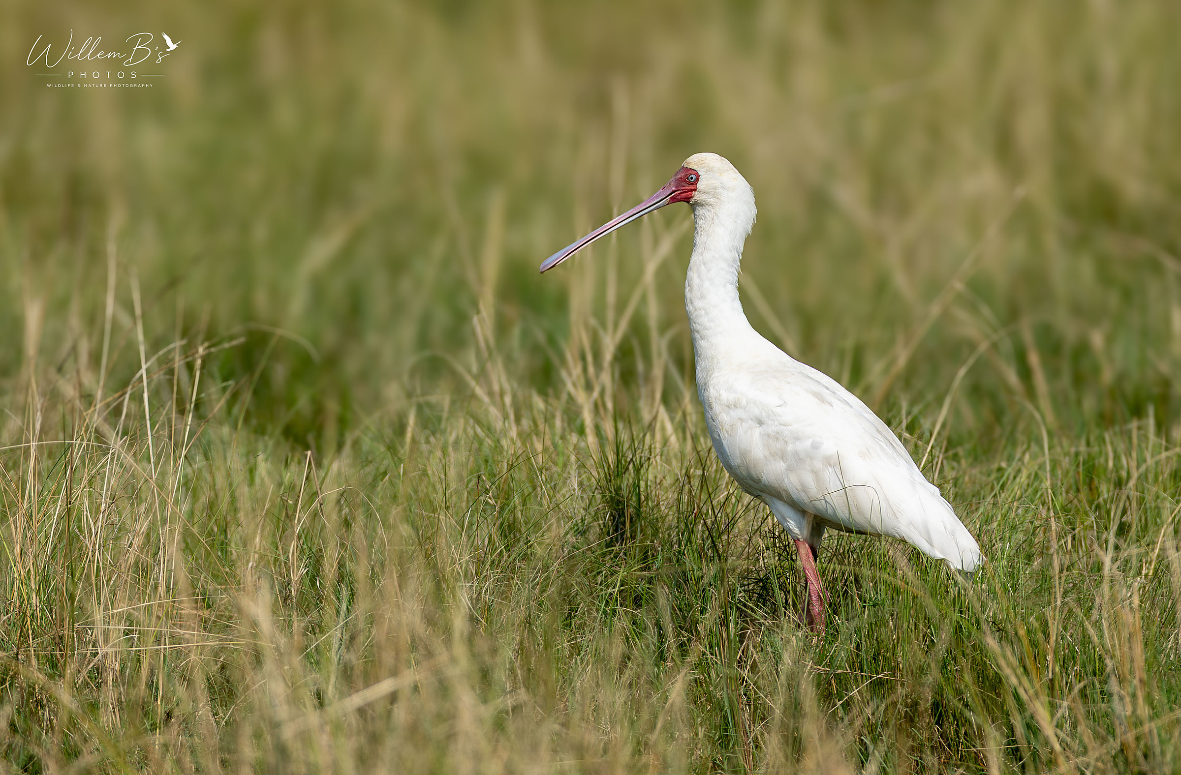 African Spoonbill - Birds