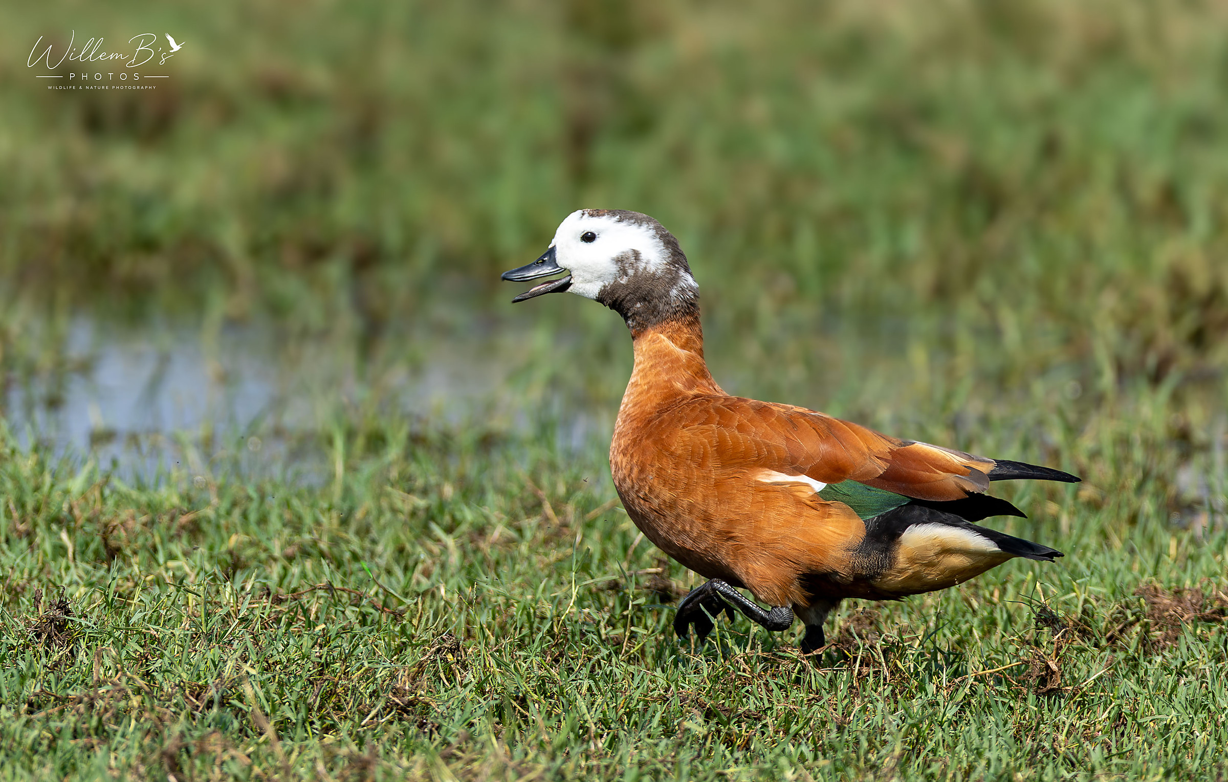 Shouth african Shelduck - Birds