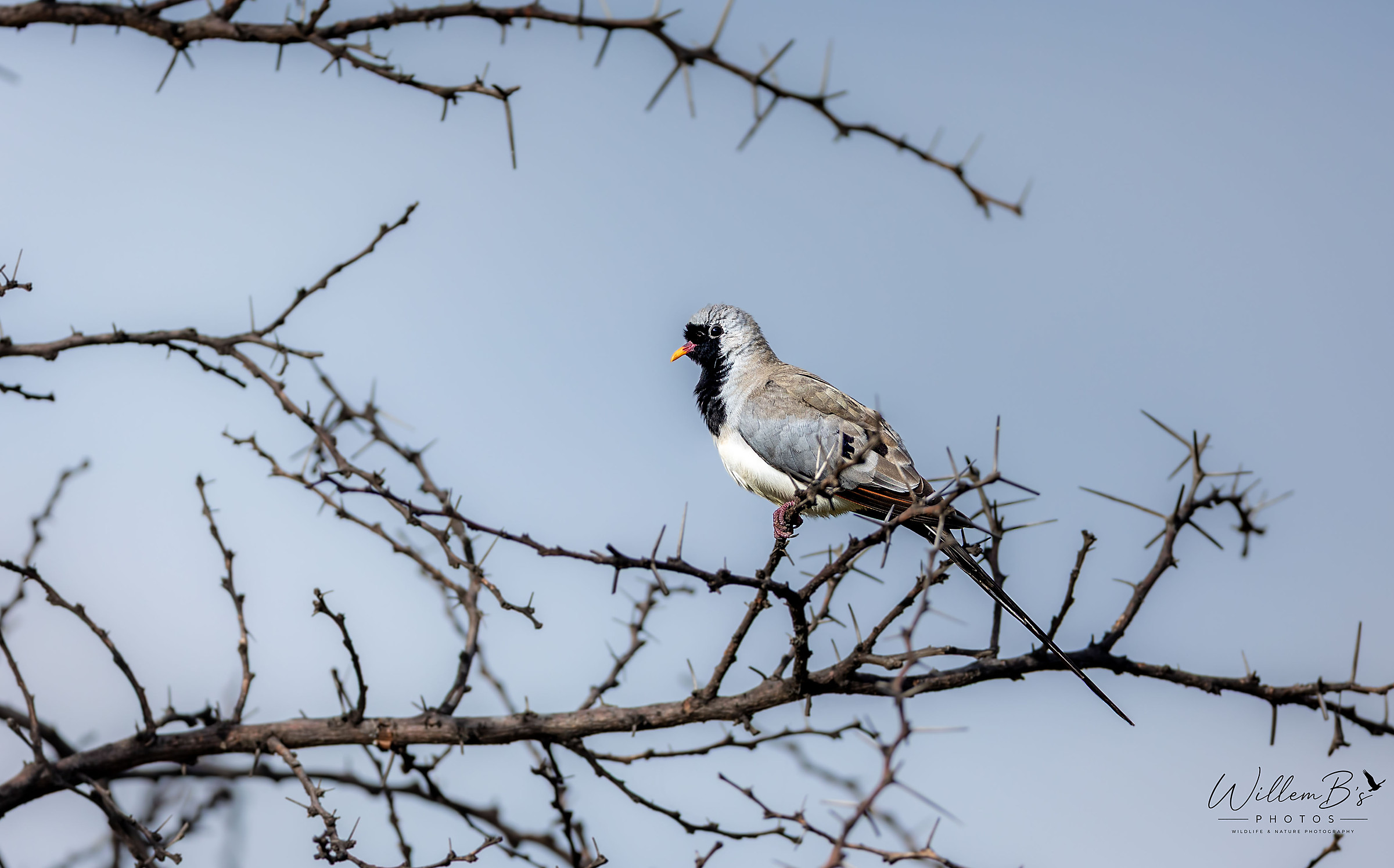 Namaqua Dove photographed at Weenen Game Reserve KZN