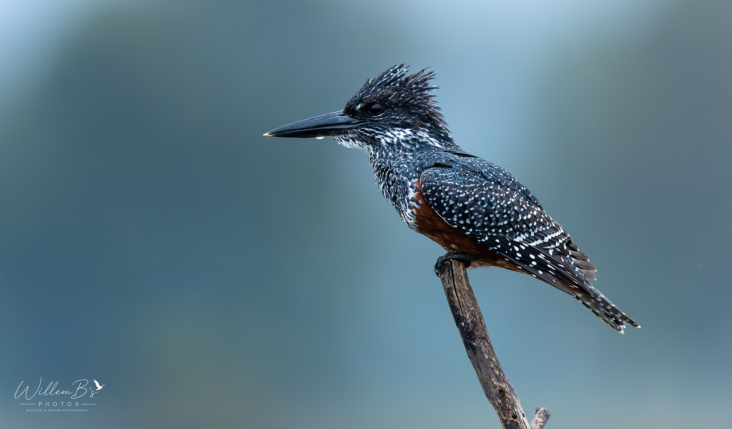 Giant Kingfisher - Birds